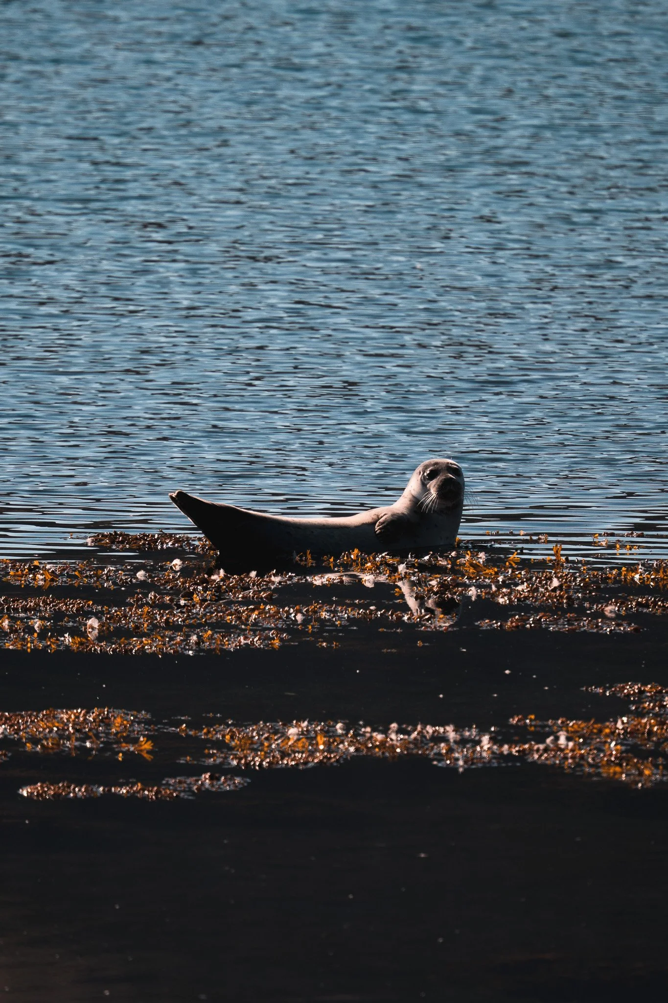 _DSC1733.jpg