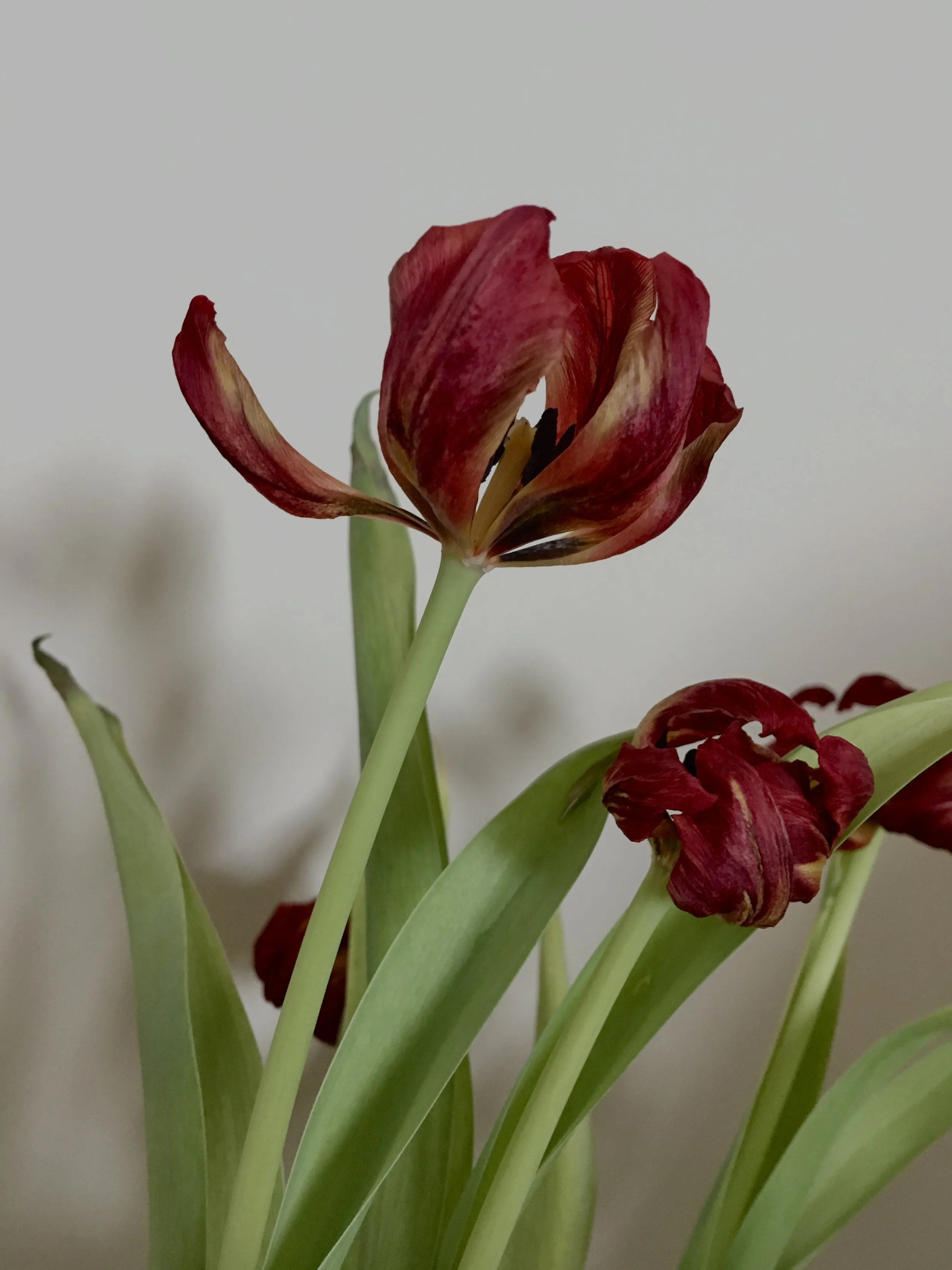 A Season of Unfurling