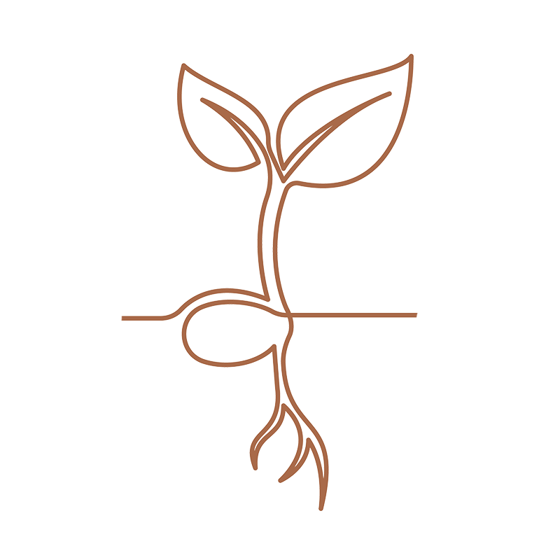 Line drawing of a plant sprout with roots, stem, and two leaves.