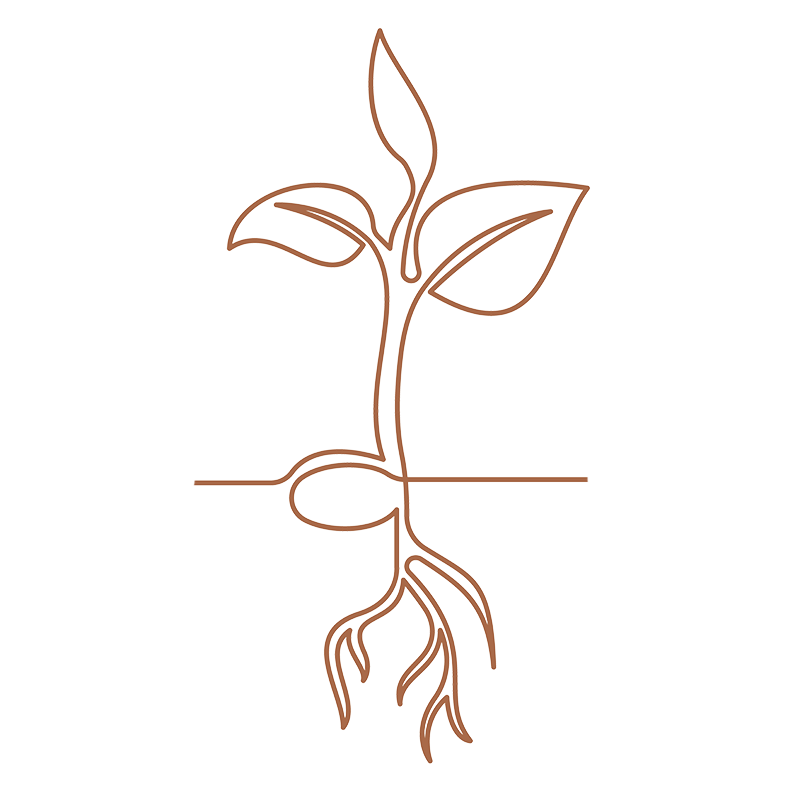 A line drawing of a young plant with roots, a stem, and leaves, showing growth underground and above ground.