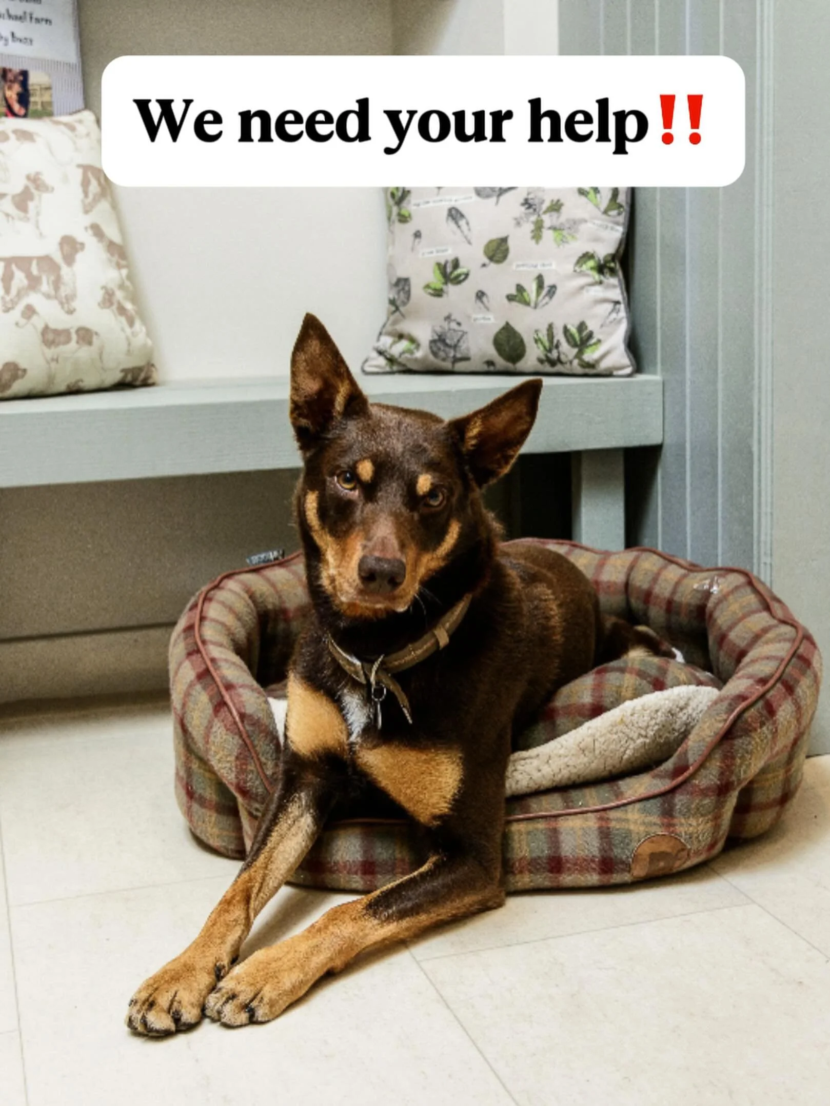 ‼️We need you help‼️

We want to see more snaps of your four-legged pals on holiday at the Farmhouse🐾❤️ 

Please send in your holiday snaps to our social media so your dog can be featured on our brand new FARMHOUSE DOG WALL OF FAME🤩🤩

@carmichaelf