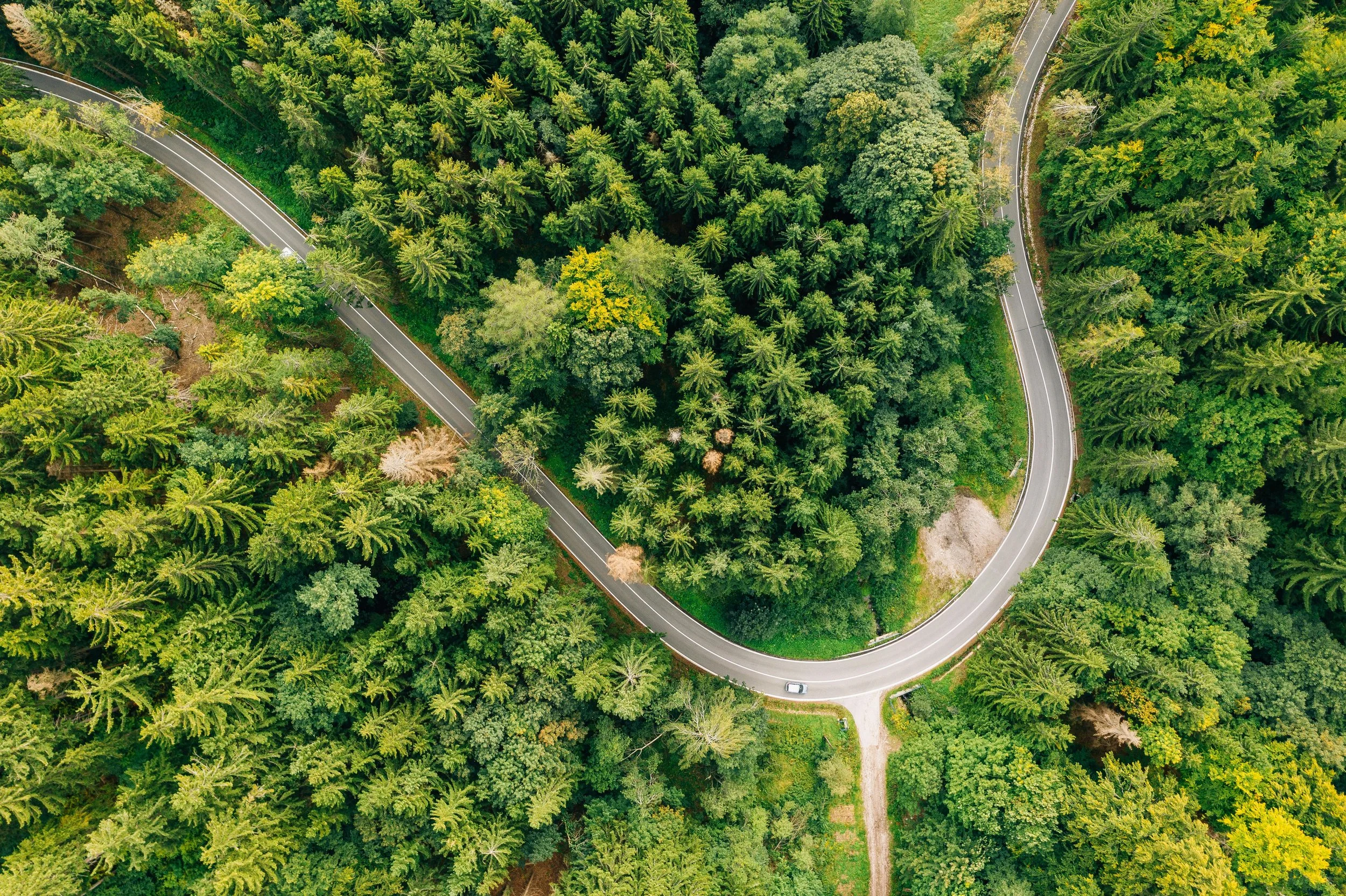 An aerial view of a winding road through a dense green forest.