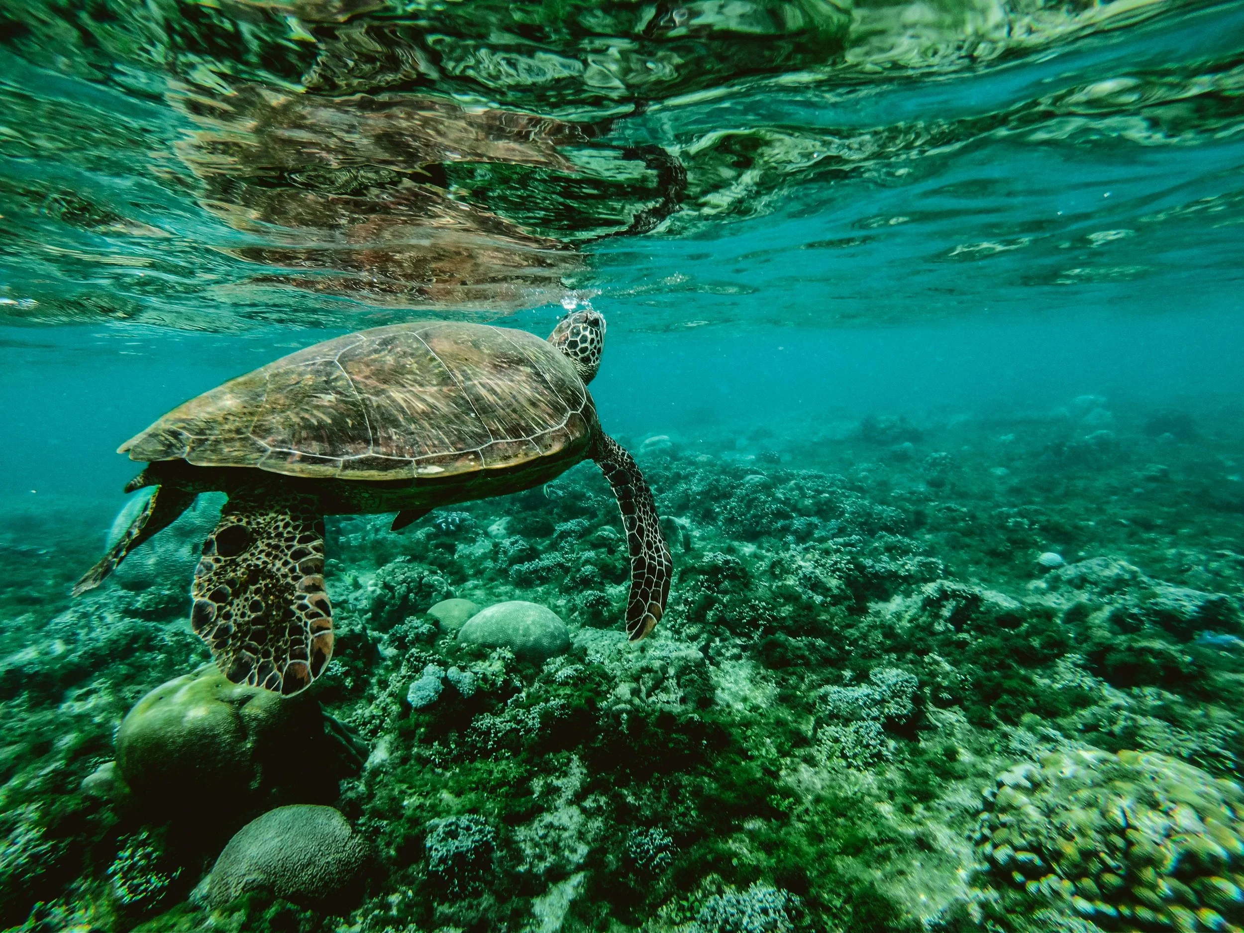 A sea turtle swimming over a coral reef underwater.