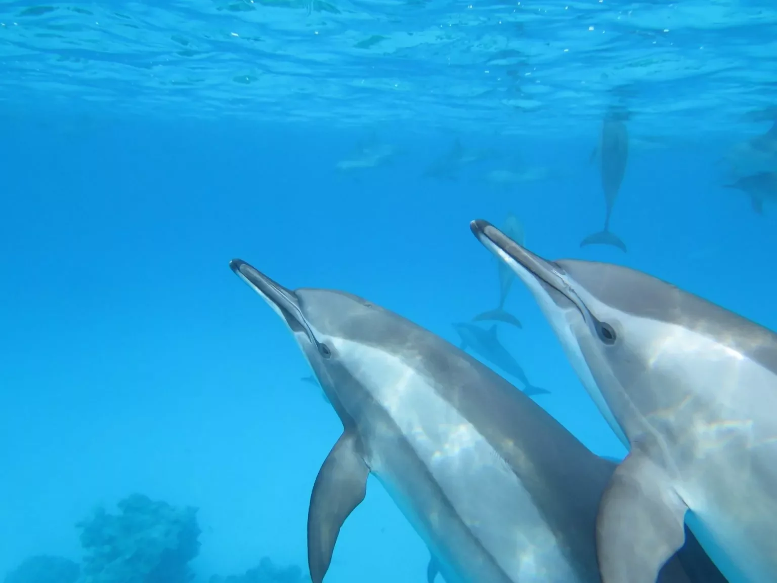 Website-dolphins-5-1536x1152.jpg.webp