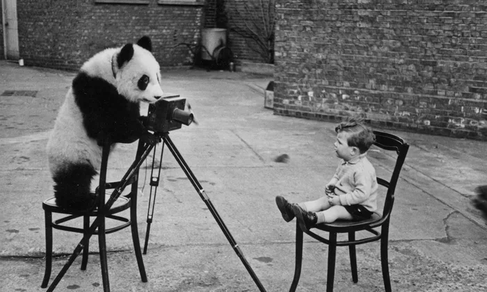 A panda bear sitting on a chair, looking through a camera on a tripod, as a young boy sits across from it on another chair in an outdoor setting with brick walls.