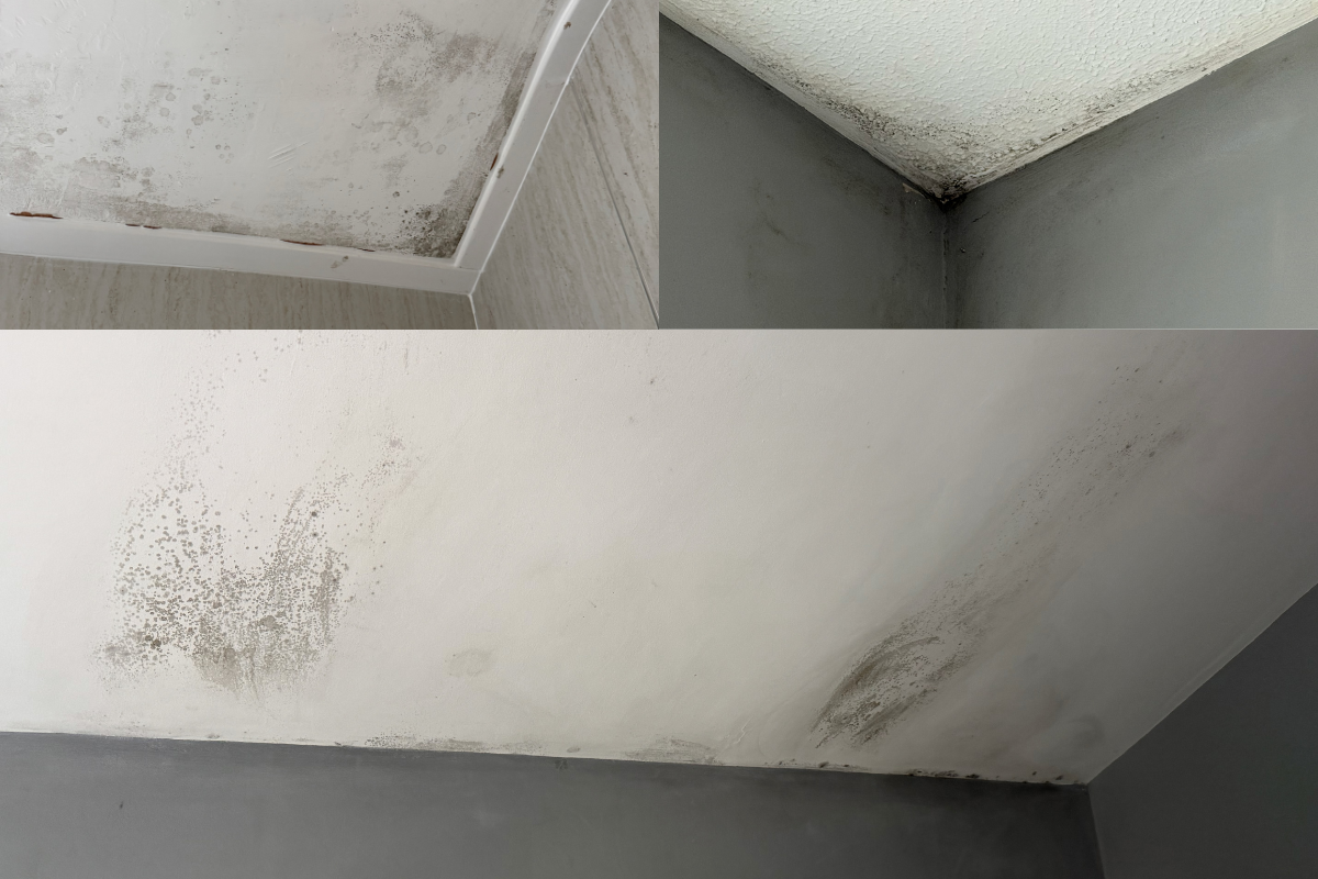 Whole-House Mould Recurrence Linked to Ventilation, Thermal Performance and Defective Building Details