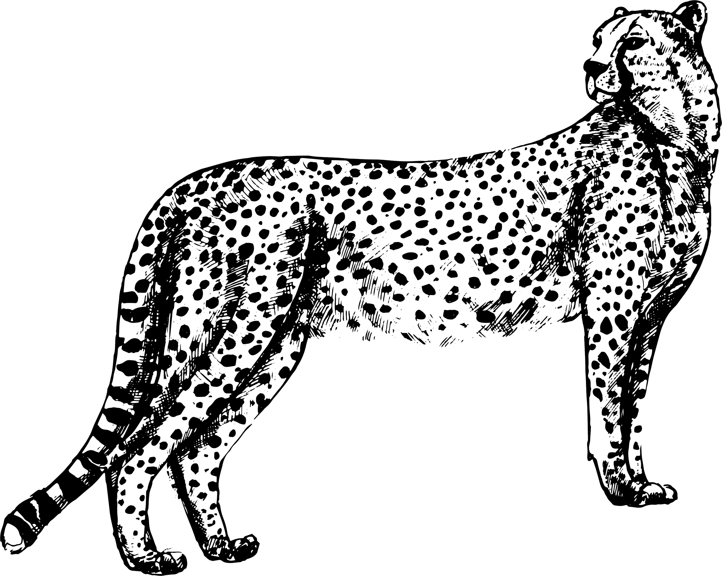 Black and white outline of a leopard with spots, standing on all fours, facing right.