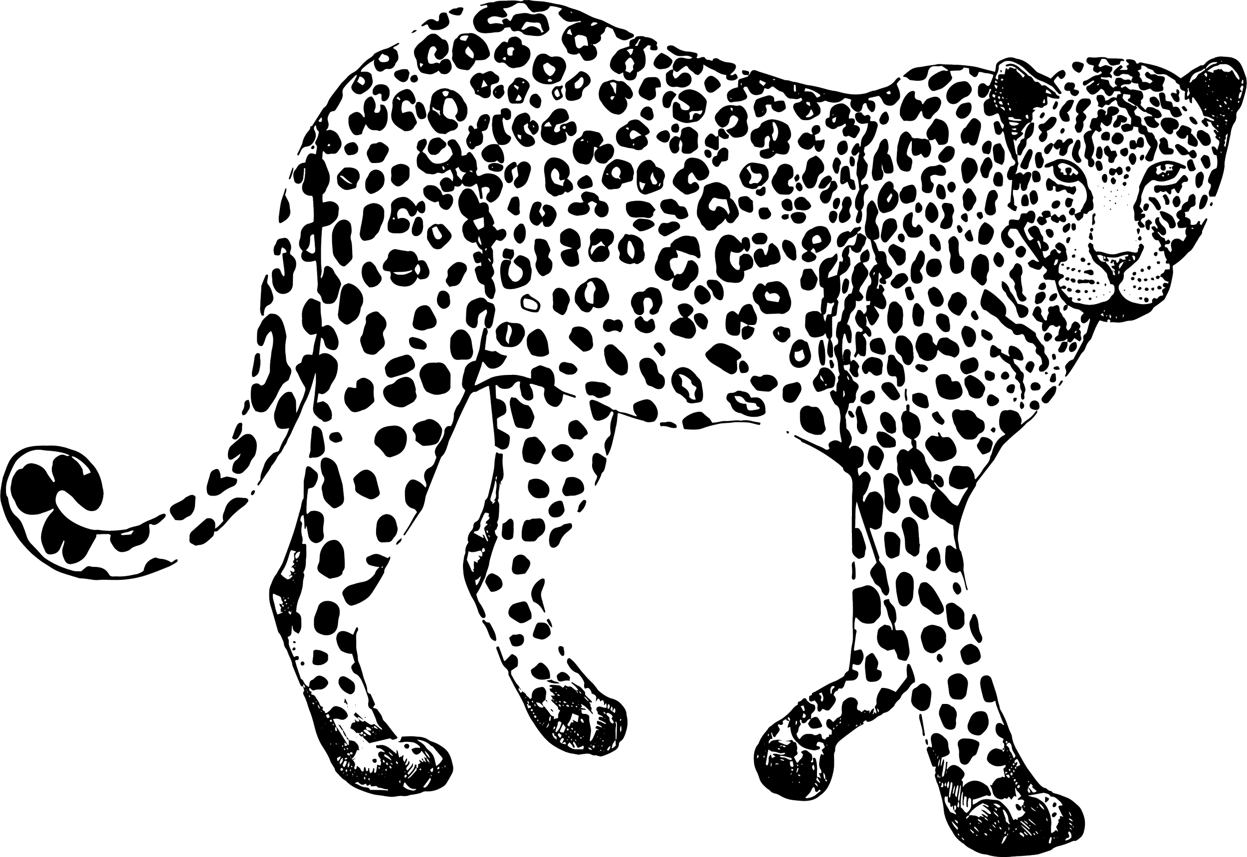 Outline illustration of a leopard with detailed spots, standing on all fours against a black background.