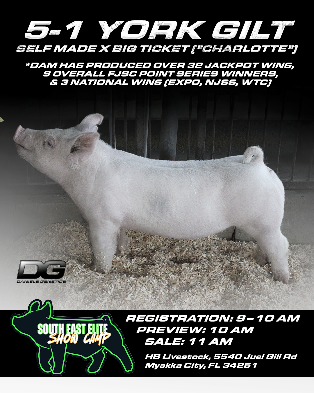 york gilt flyer hunters sale.png