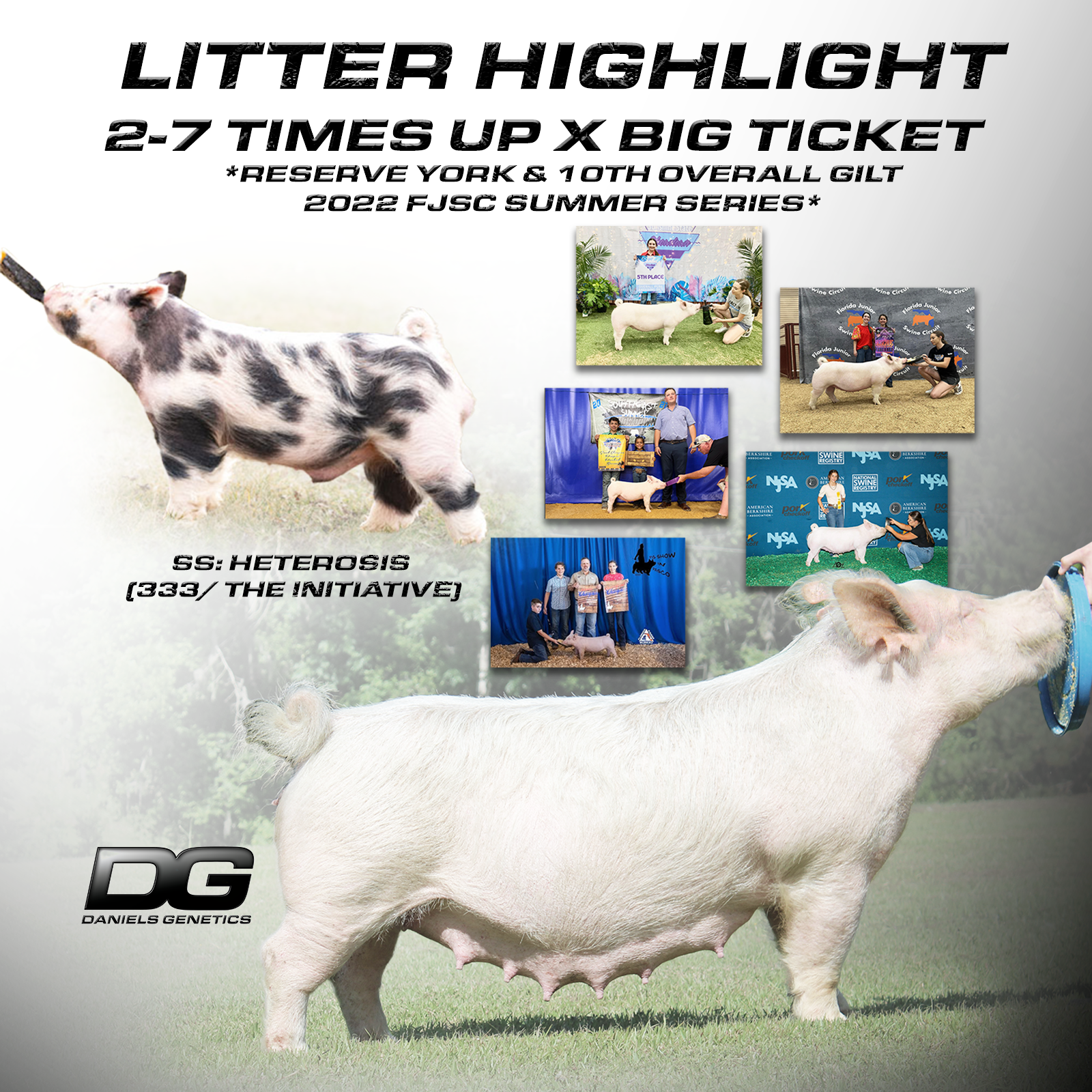 LUSSO litter highlight.png