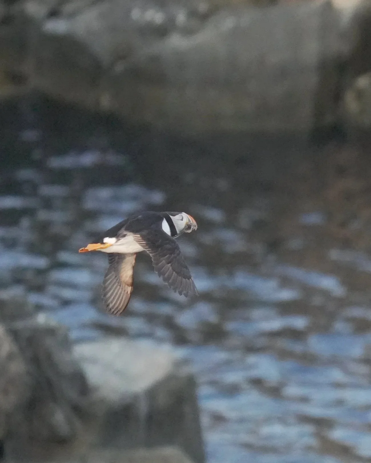 PUFFIN+13.jpg