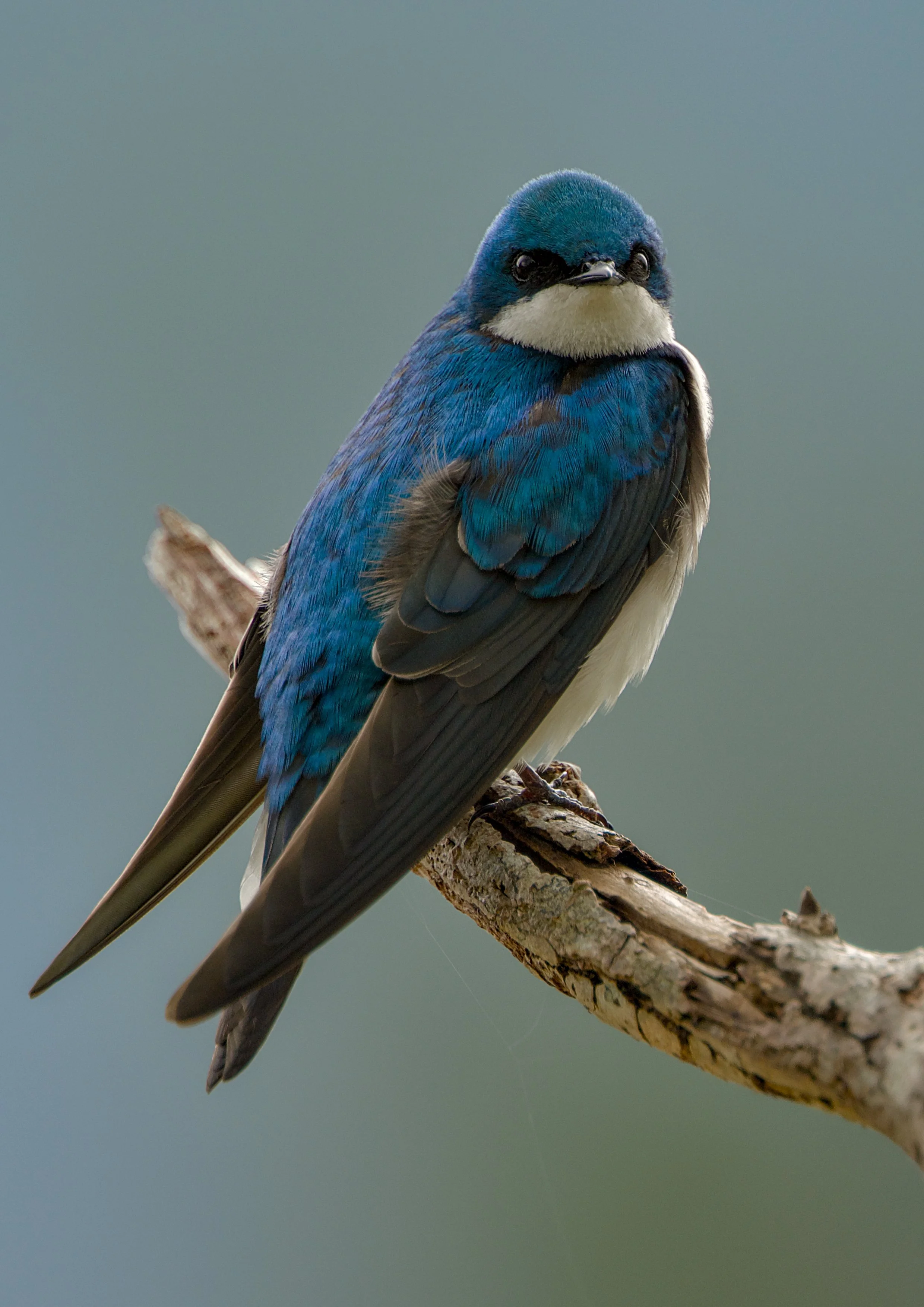 tree swallow.jpg