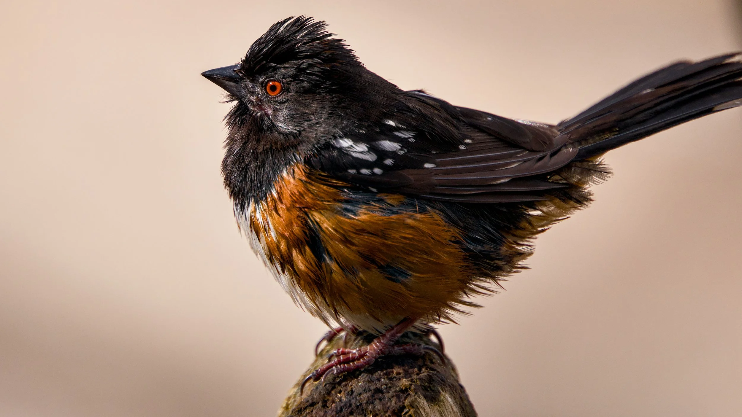 spotted towhee.jpg