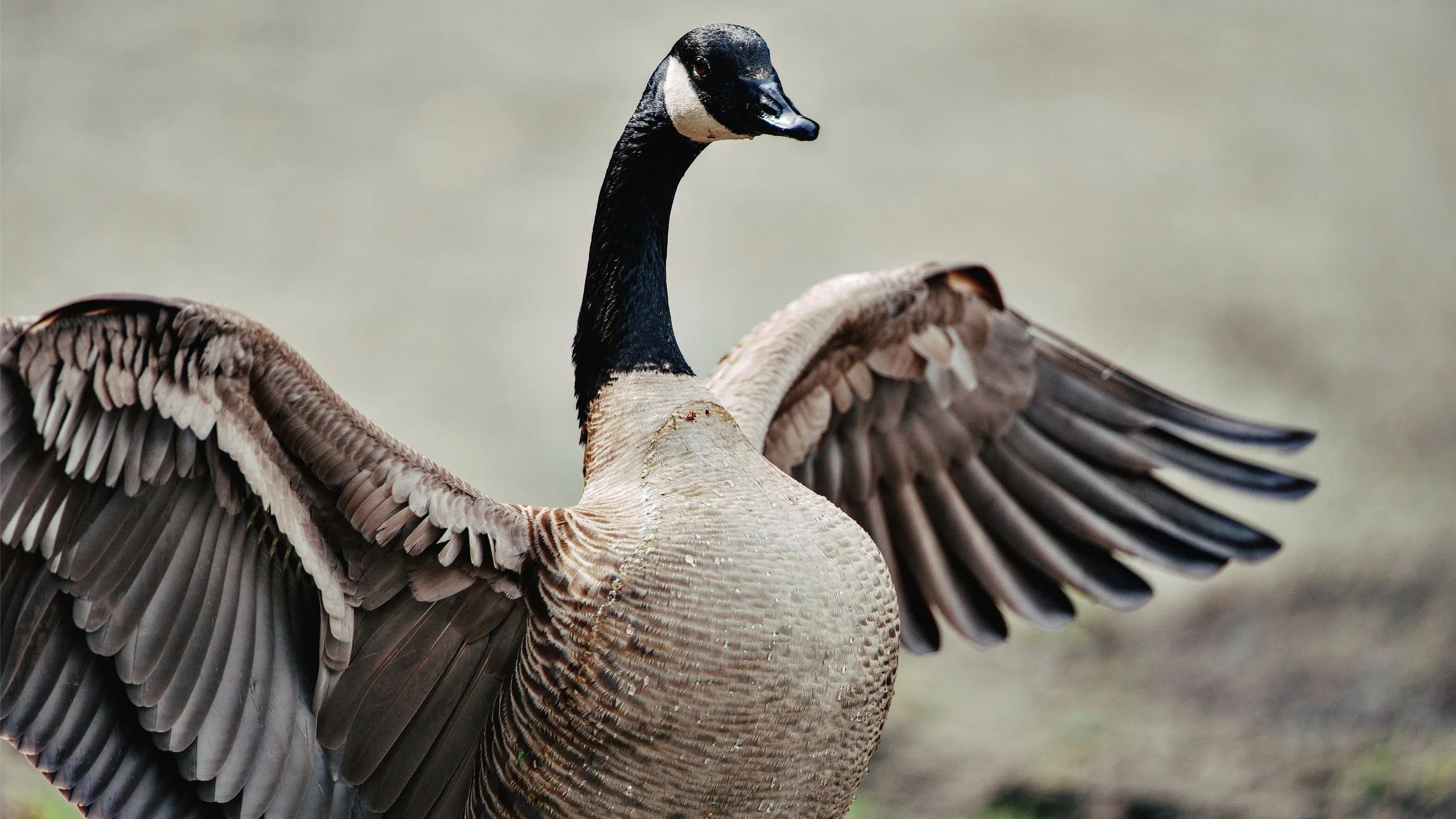goose Canada style.jpg