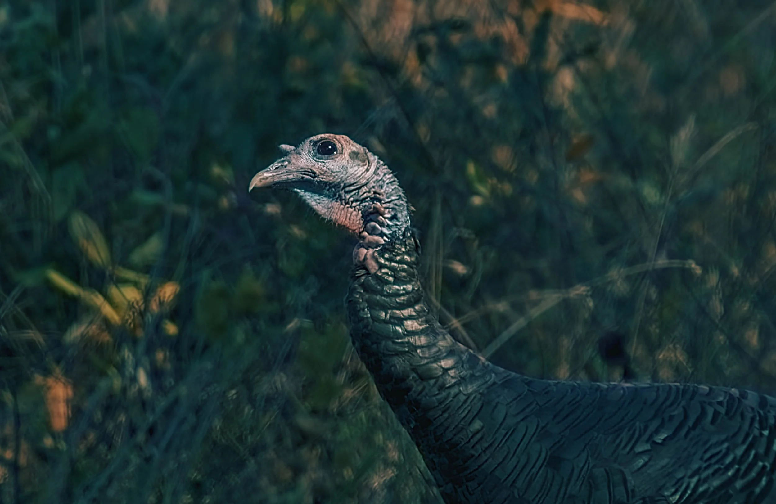 turky almost pro 2.jpg