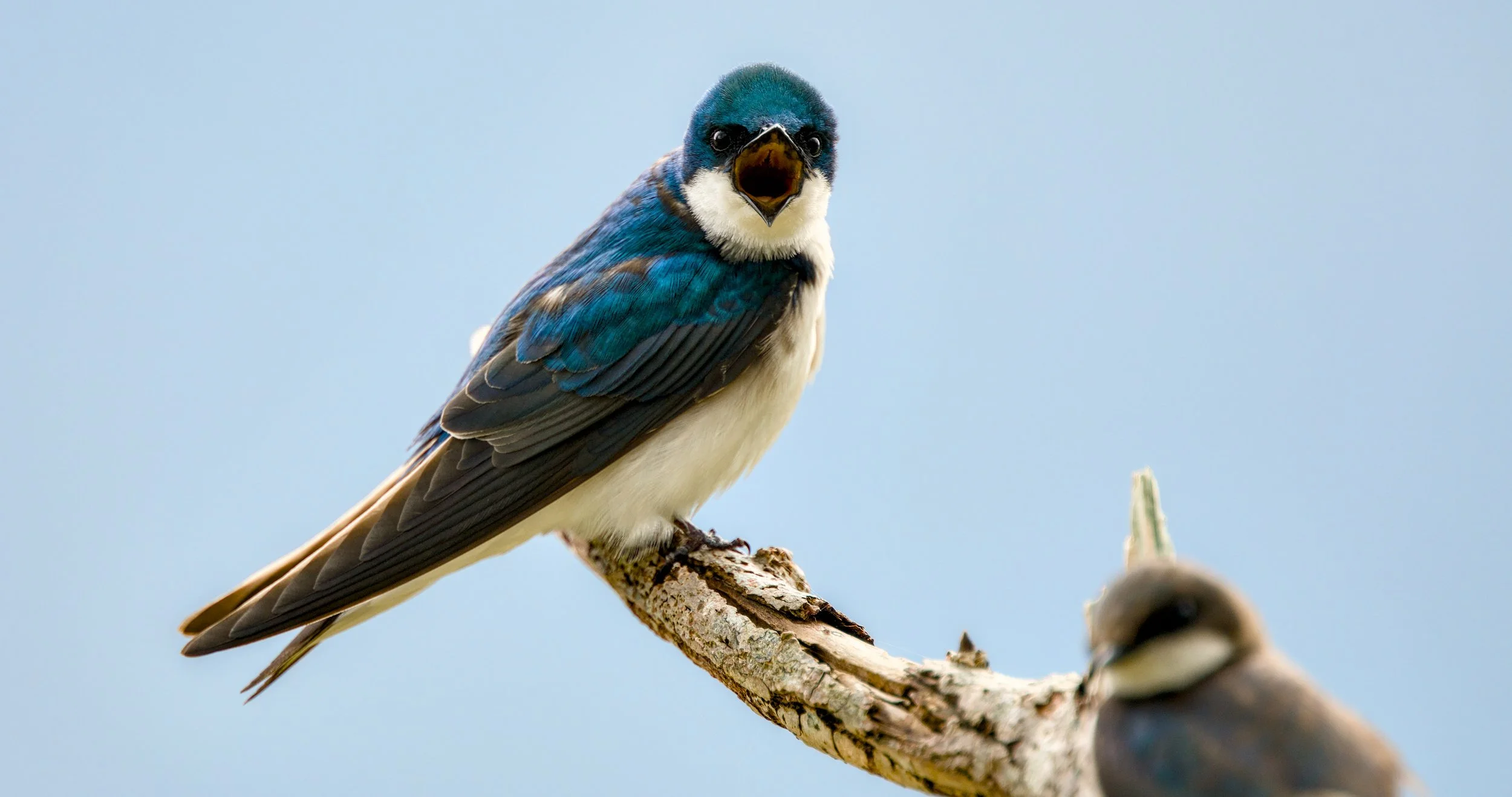 tree swallow.jpg