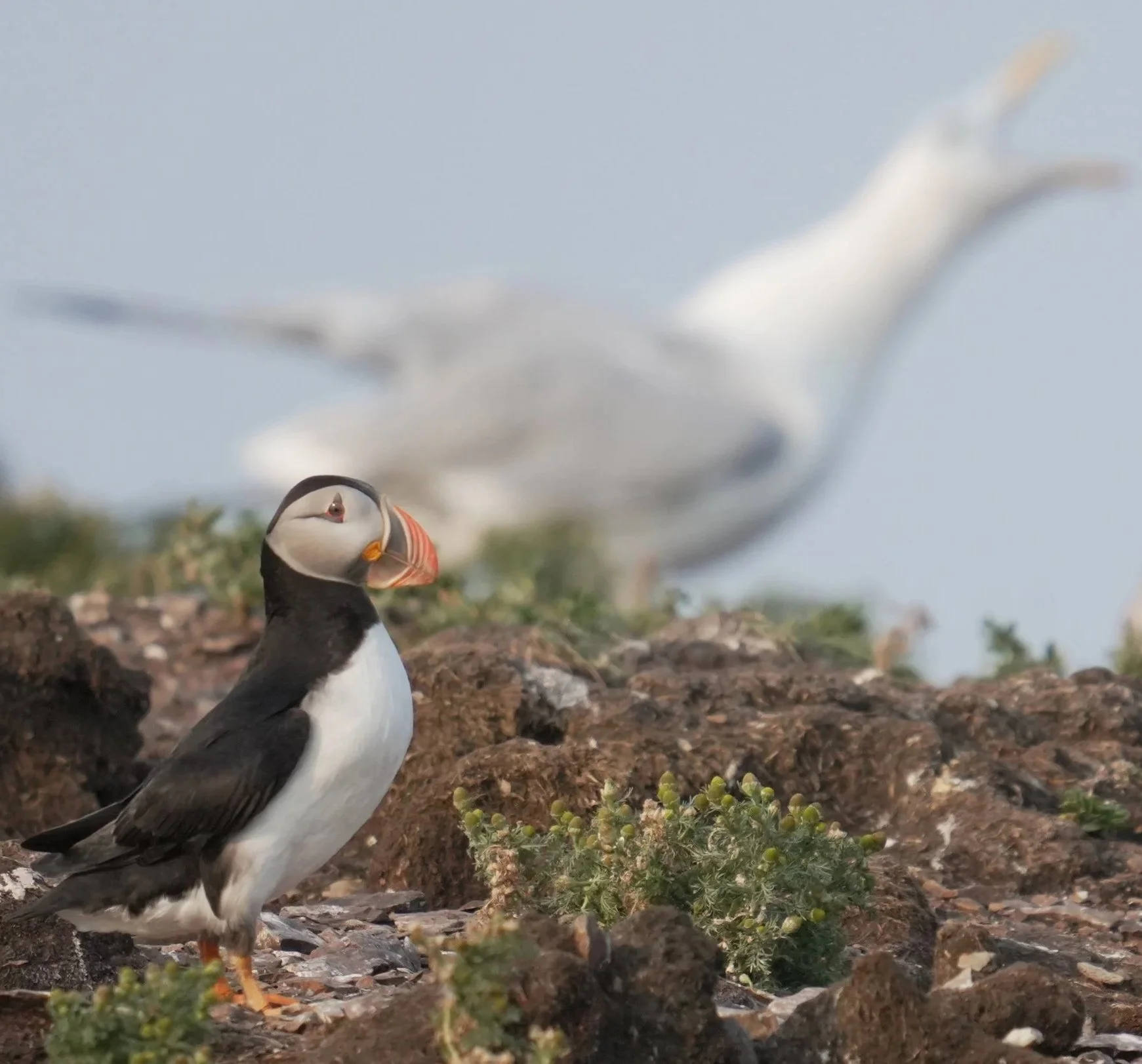 PUFFIN+6.jpg