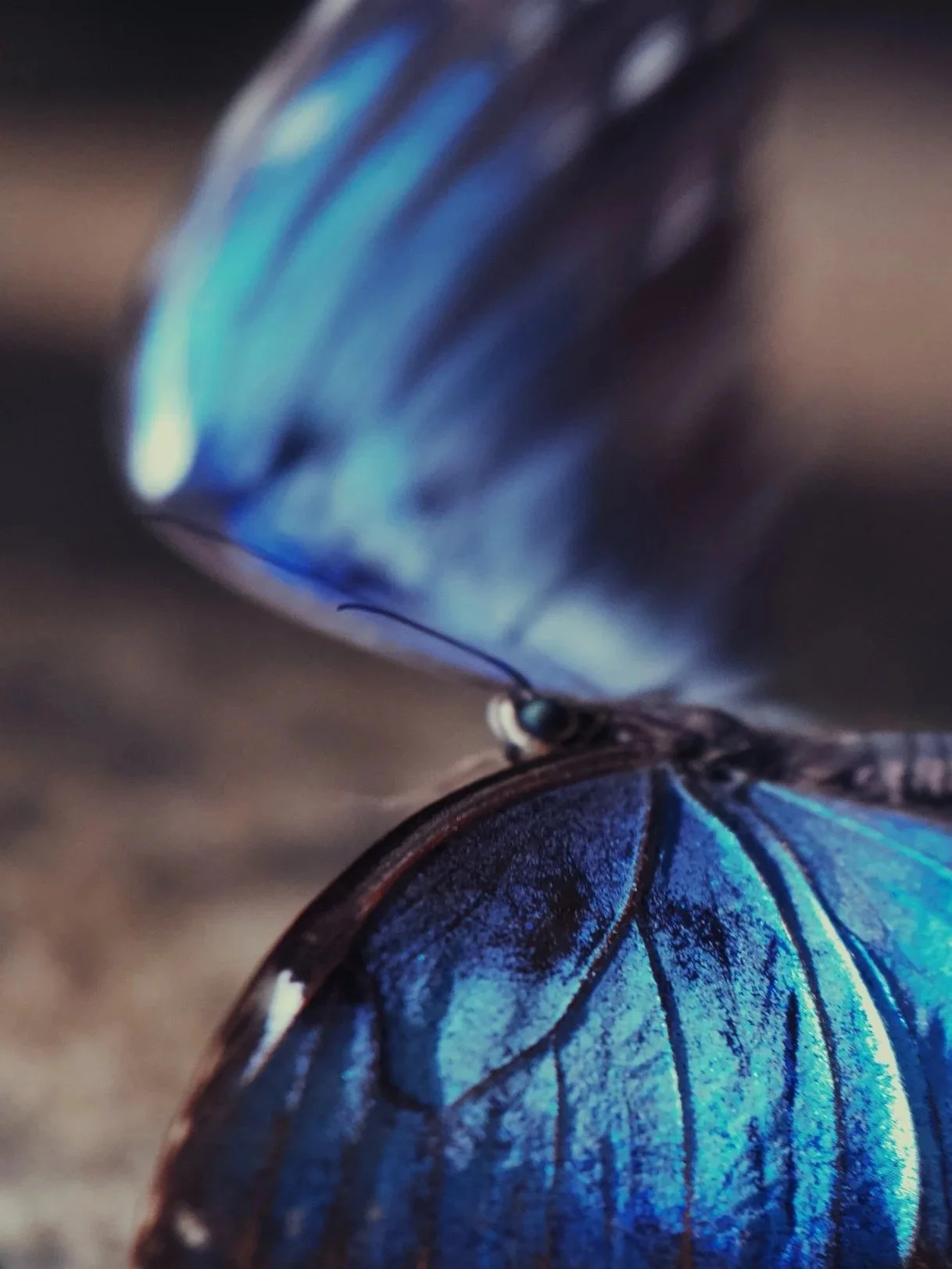 butterfly+7.jpg