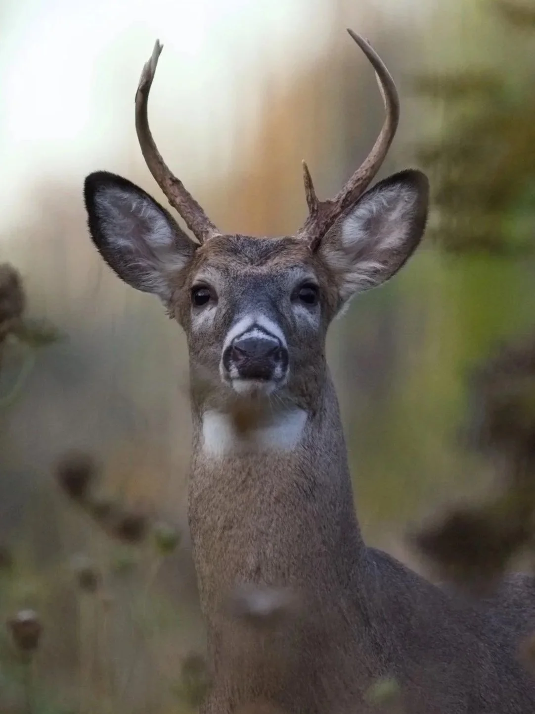 deer%2B3.jpg