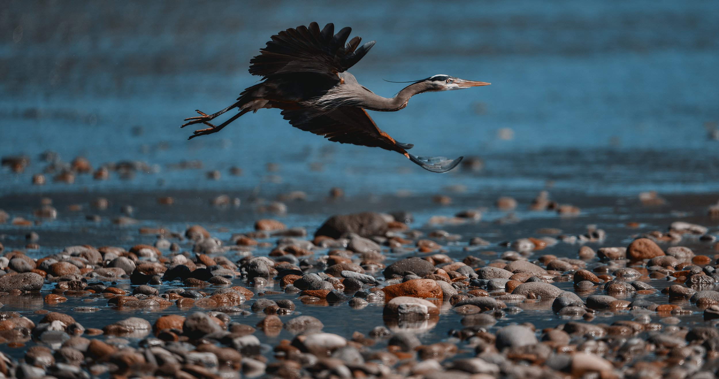 blue heron copy.jpg