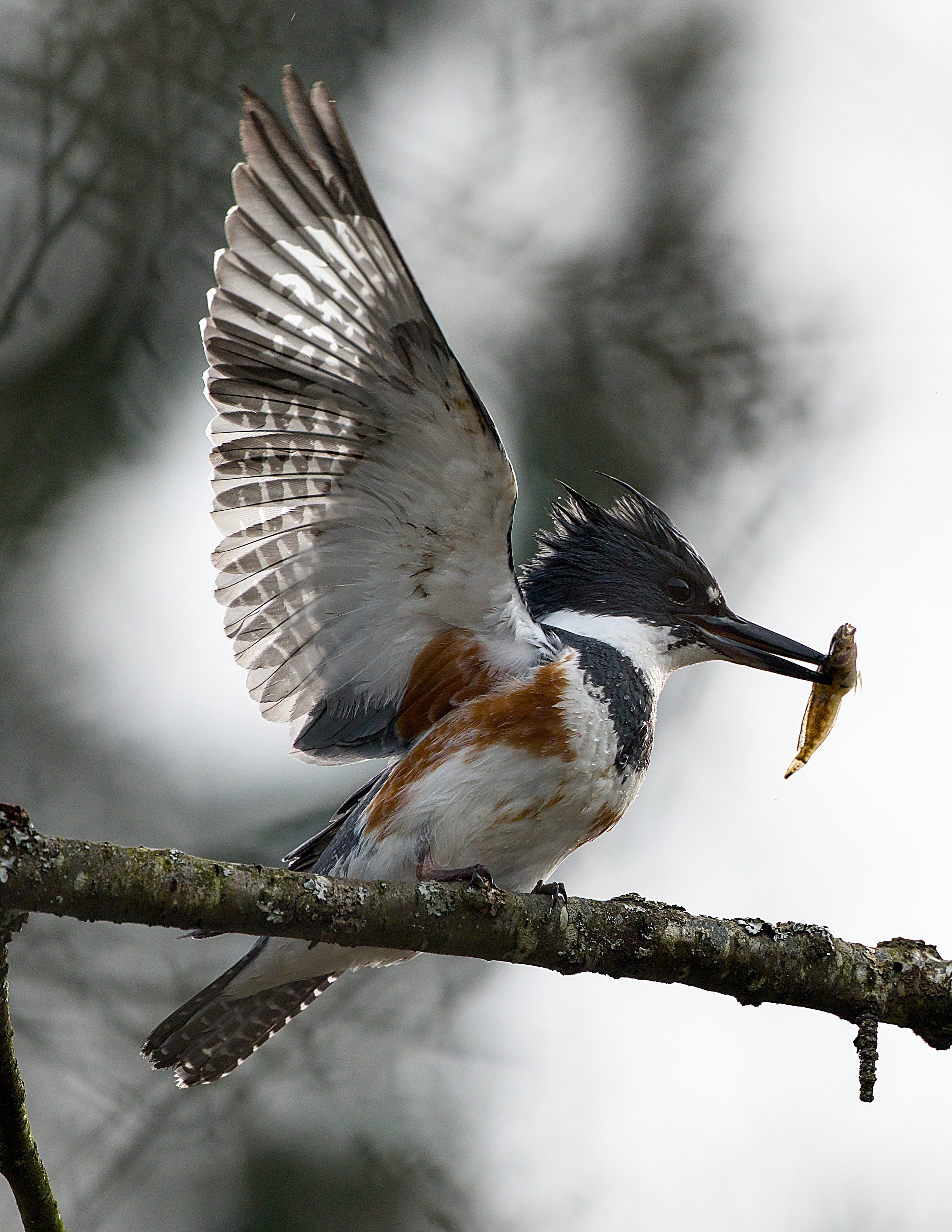 king fisher pro closs.jpg