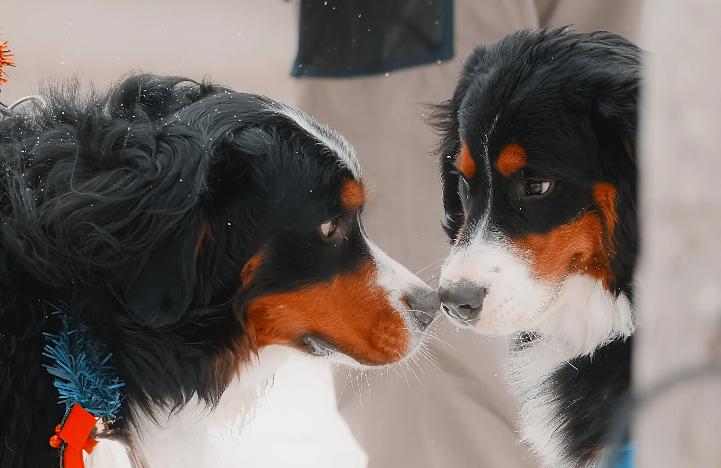 2 dogs santa parade.jpg
