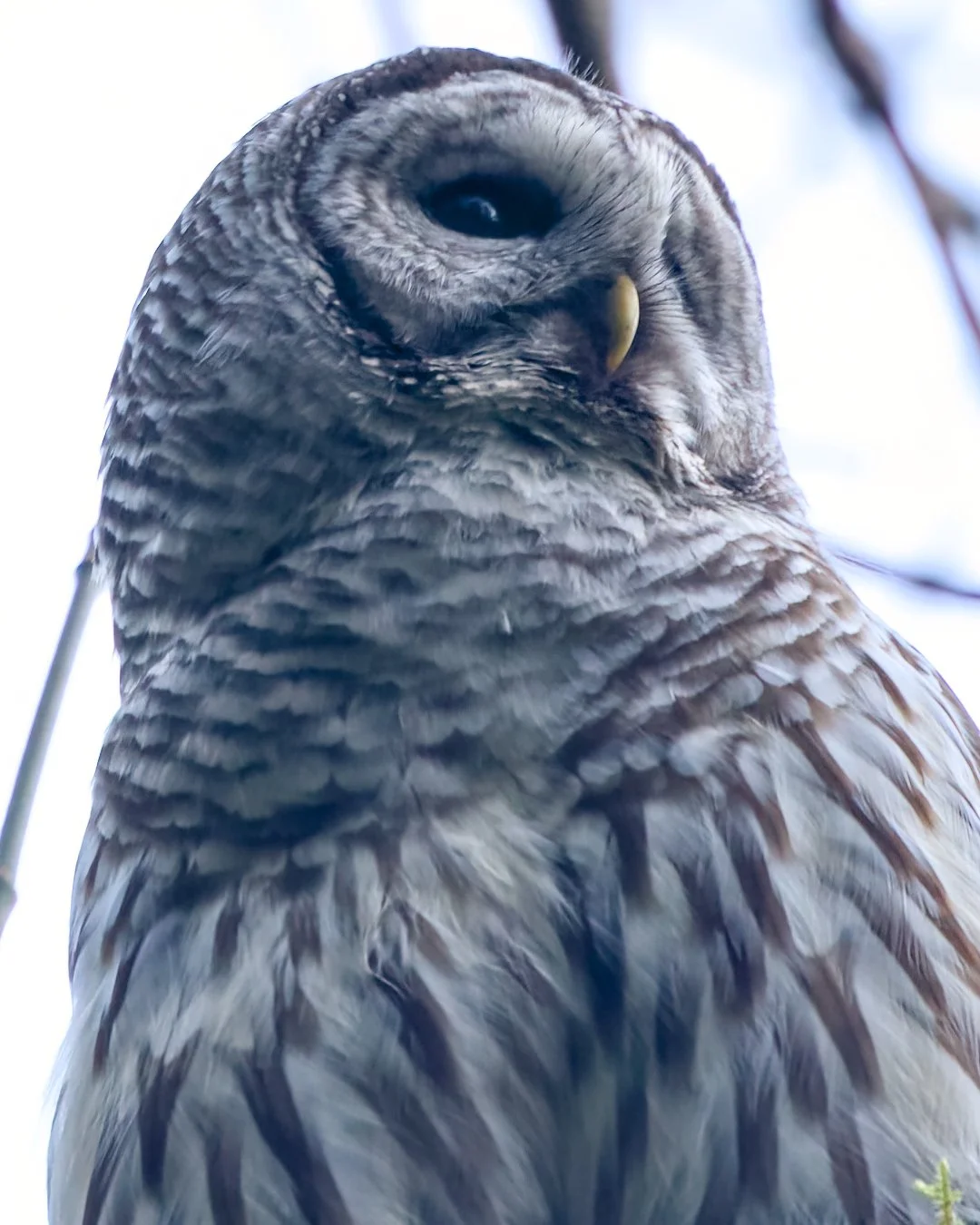 Barred owl 3.jpg