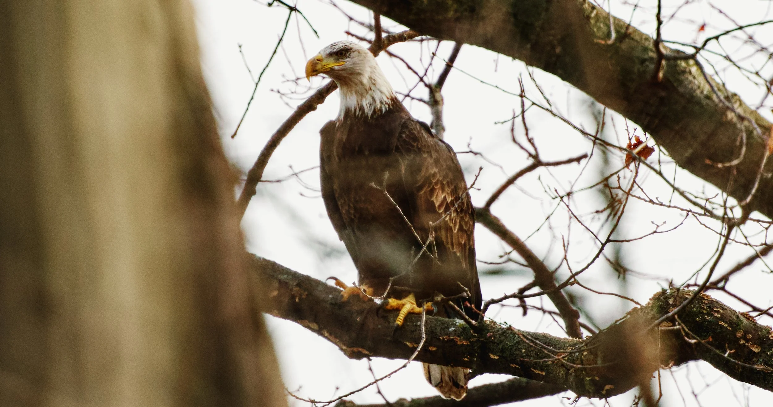 bald eagle again different .jpg