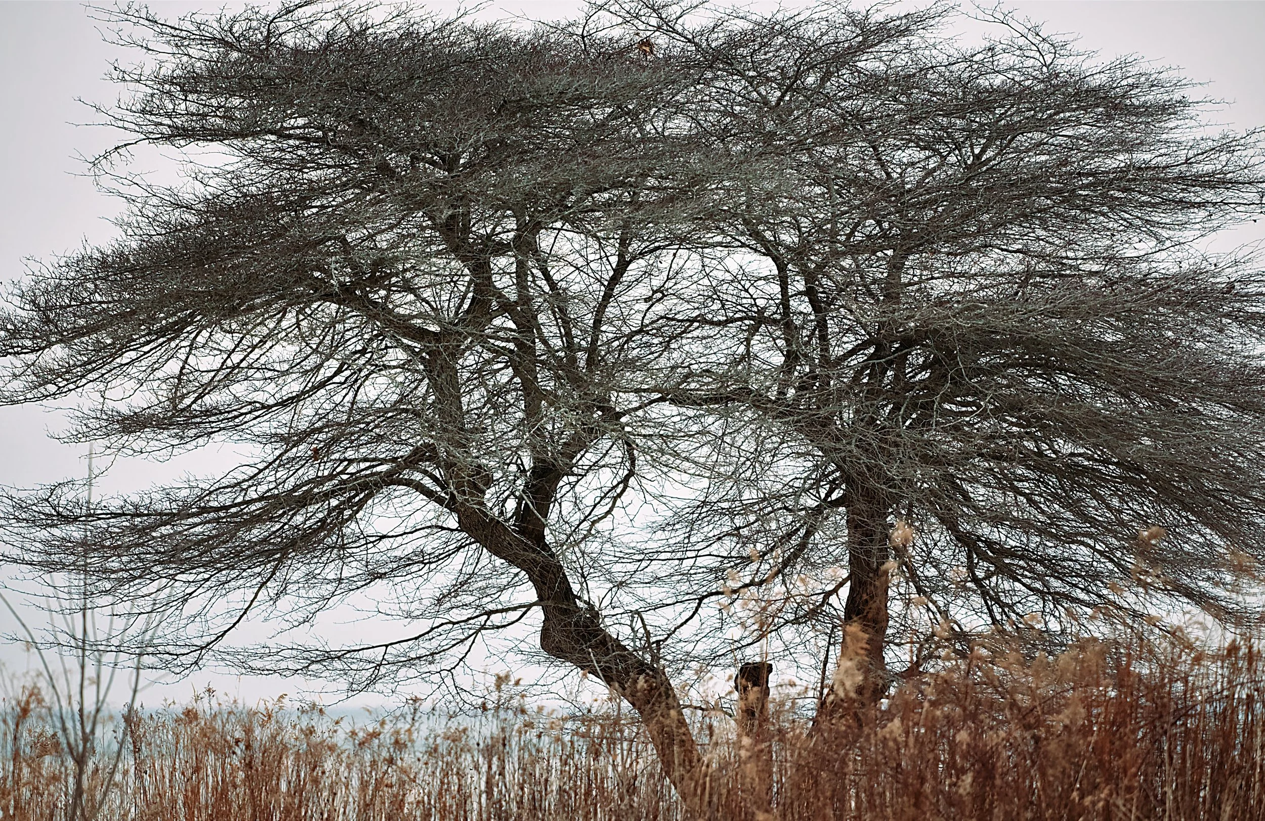 tree.jpg