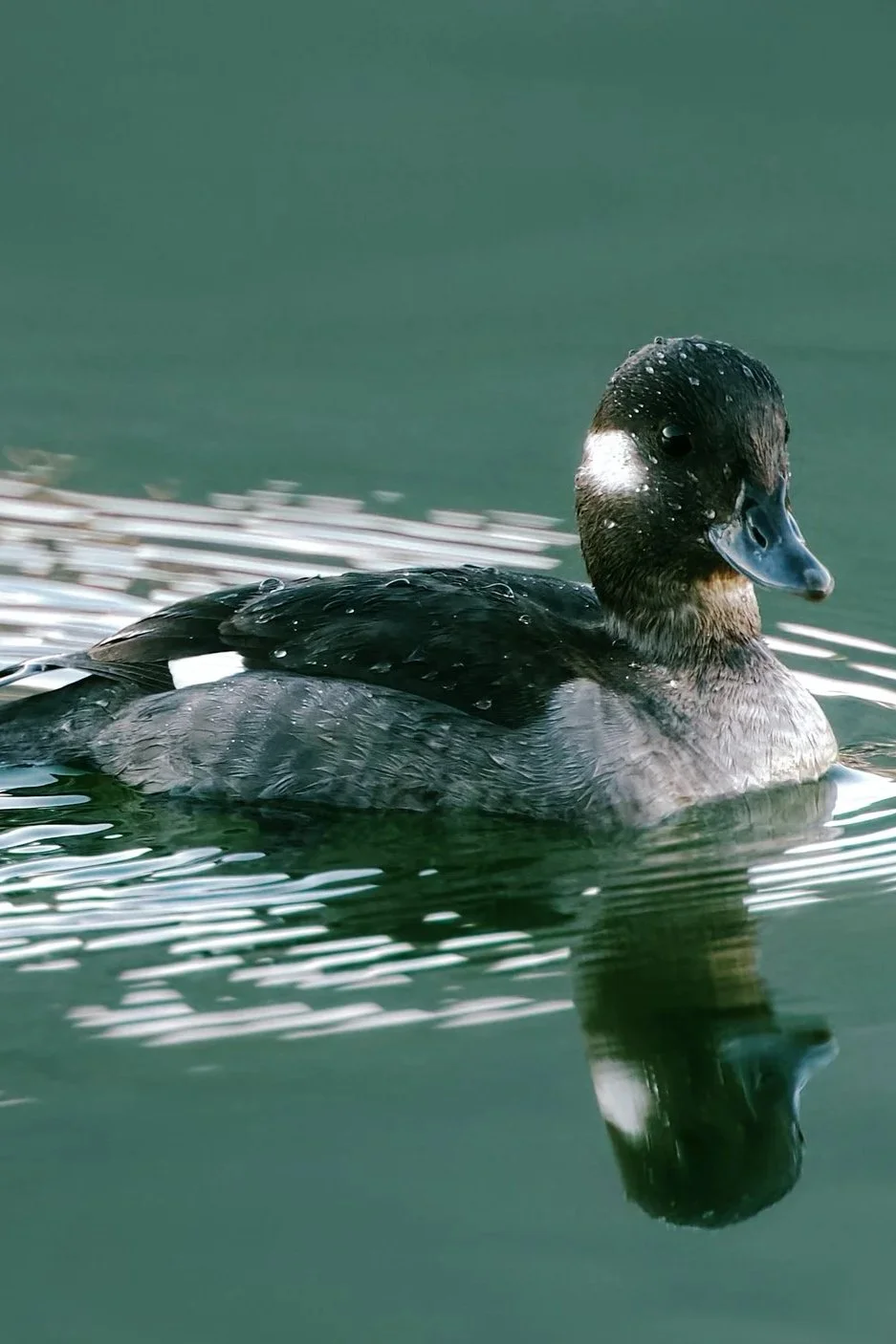 cool+duck+pro+pic.jpg