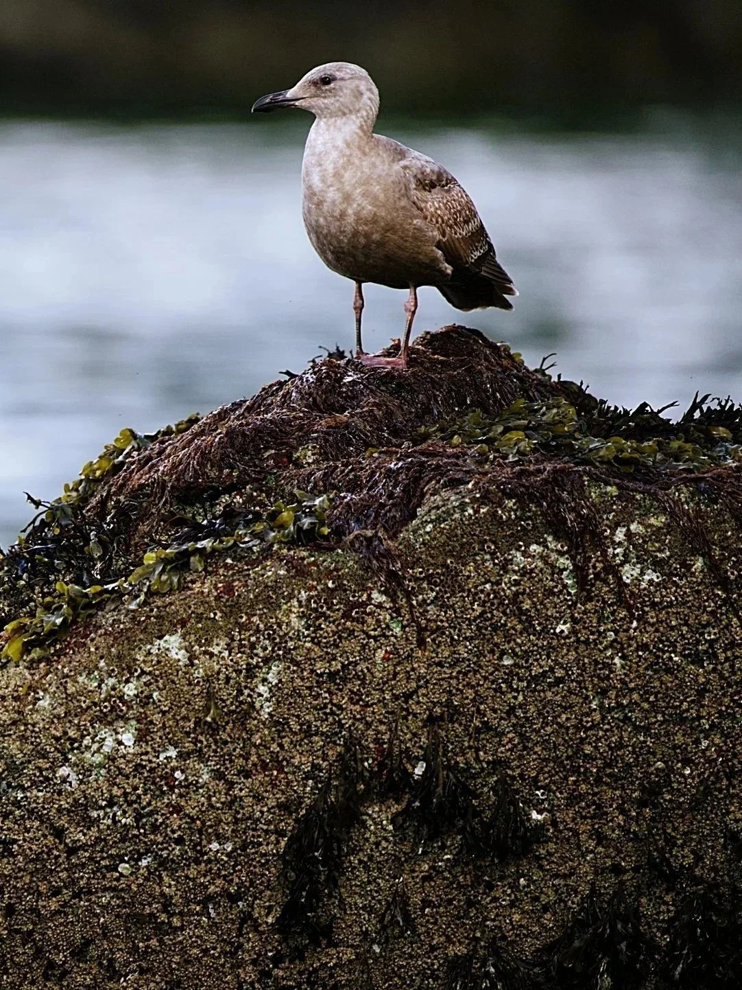 seagul%2Bperched.jpg