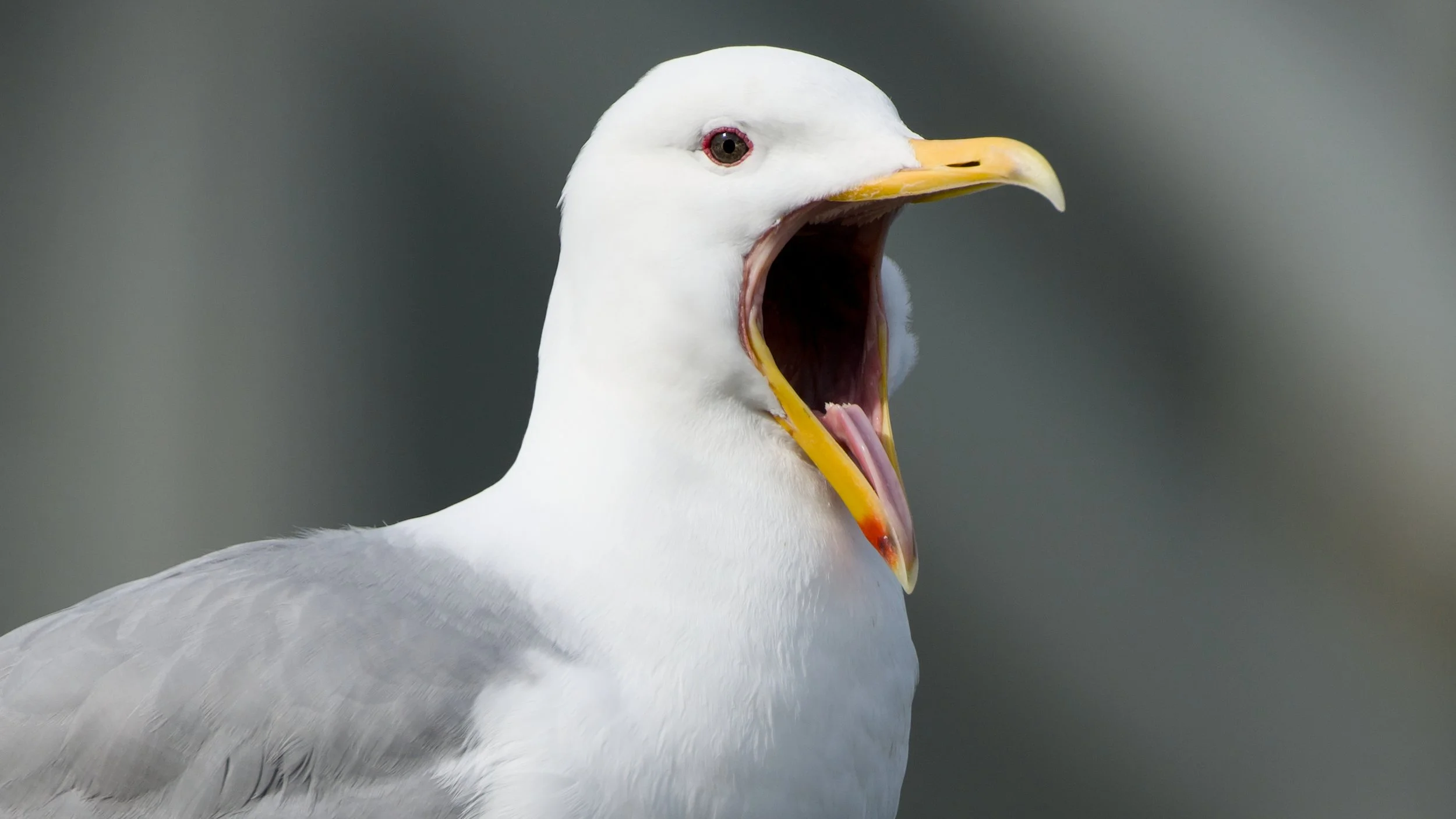 seagul says fight me.jpg