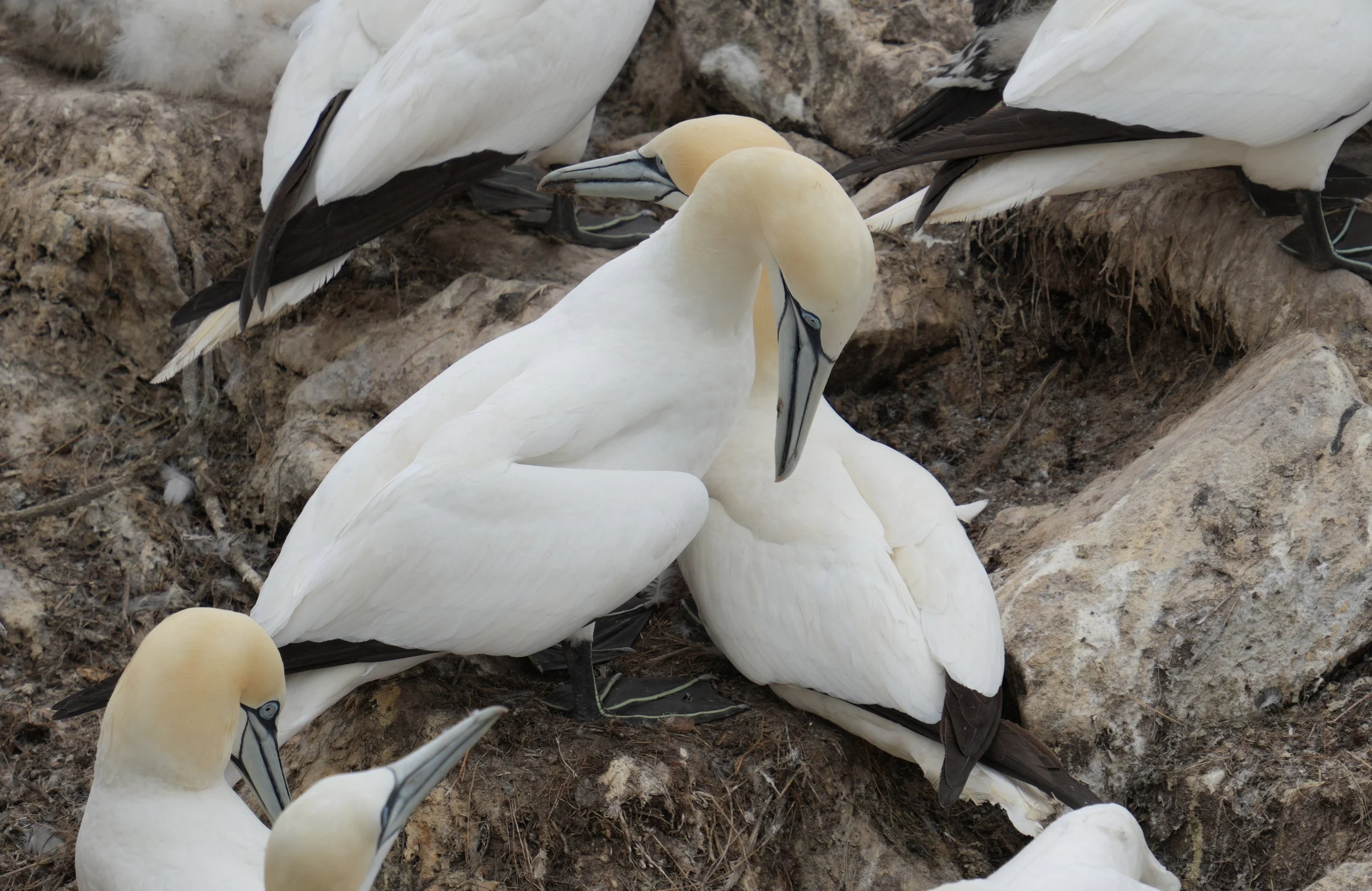 bird on rocks 5.jpg