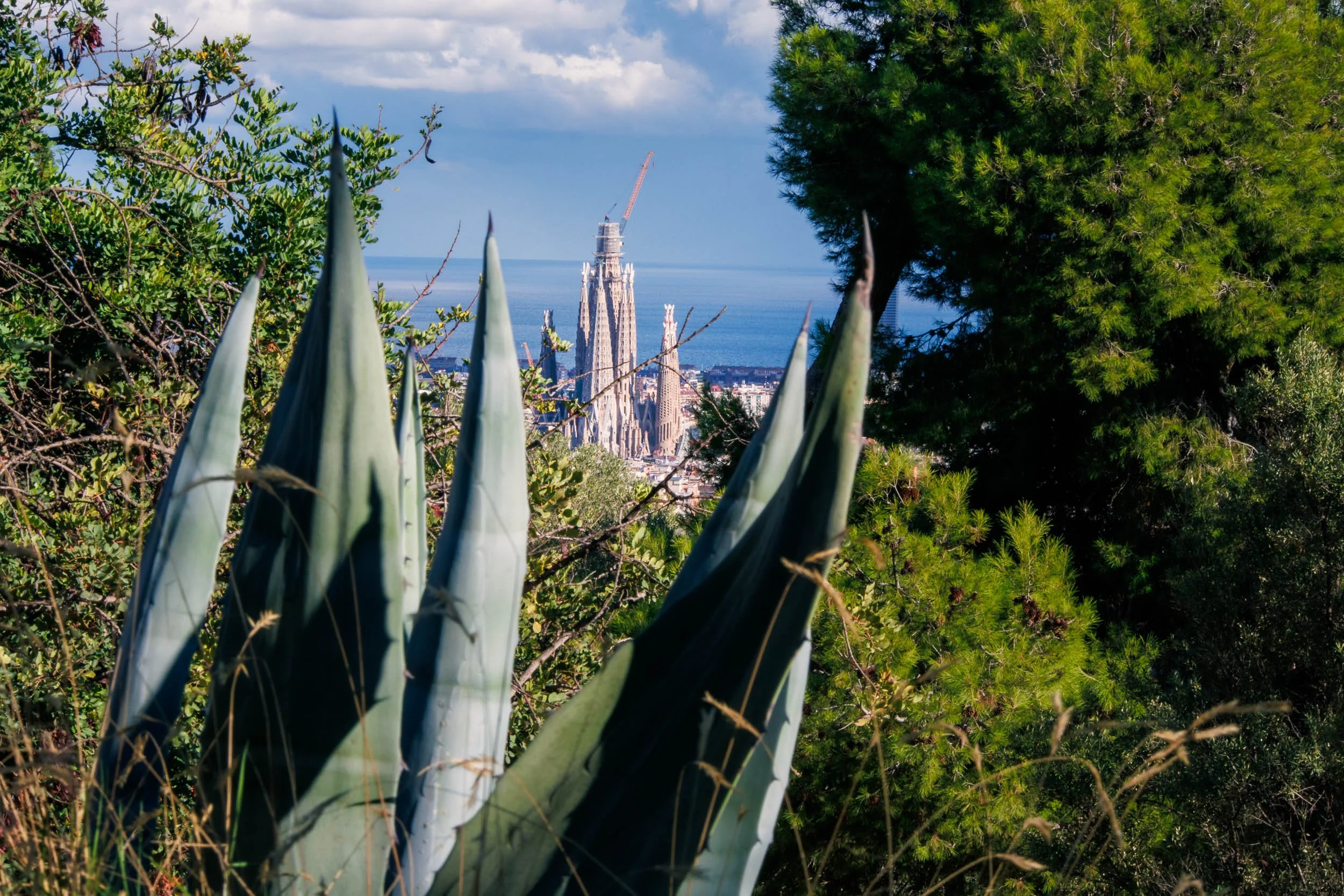 View from Parc Güell toward La Sagrada Família in Barcelona, with agave plants and trees in the foreground and the basilica rising above the city in the distance.