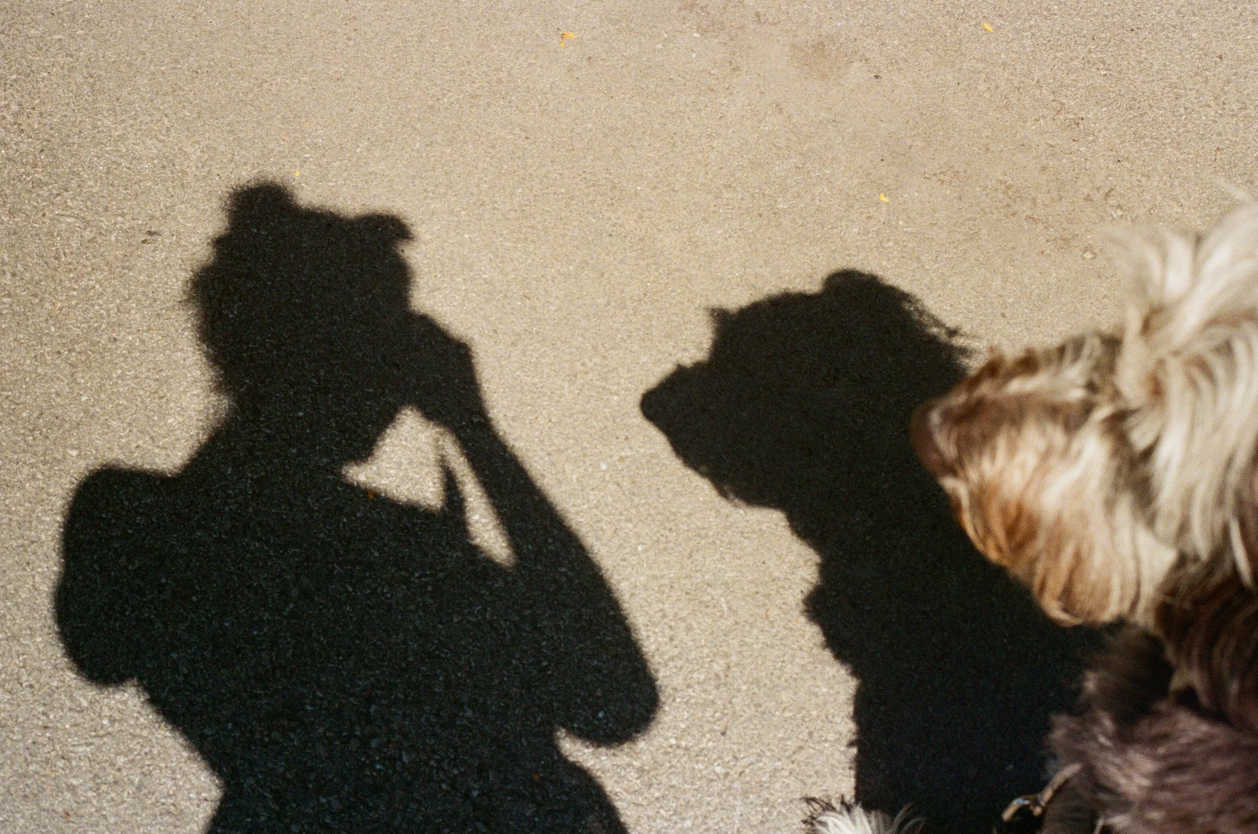 Shadow of a person taking a photo with a camera, with a dog looking at the shadow on the ground.