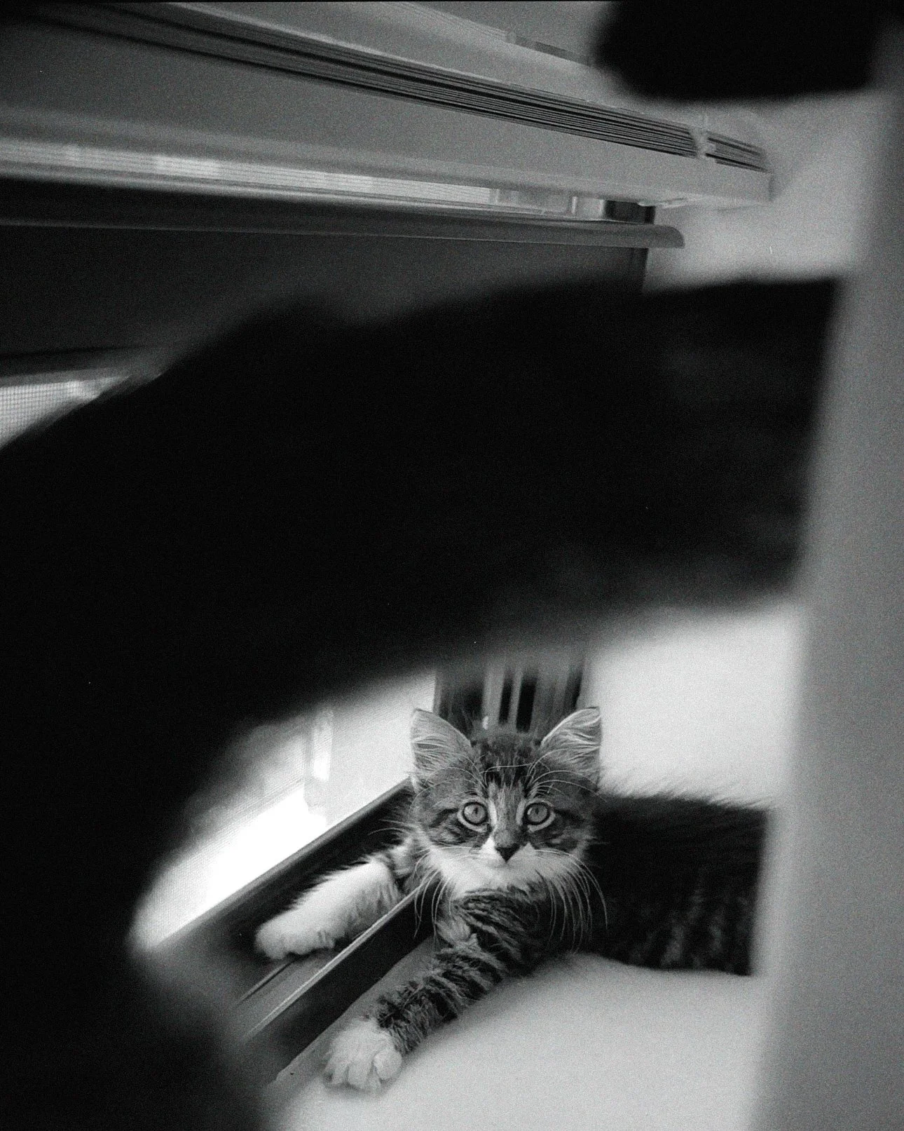 dblack 2025-09-01 164331.902.JPG