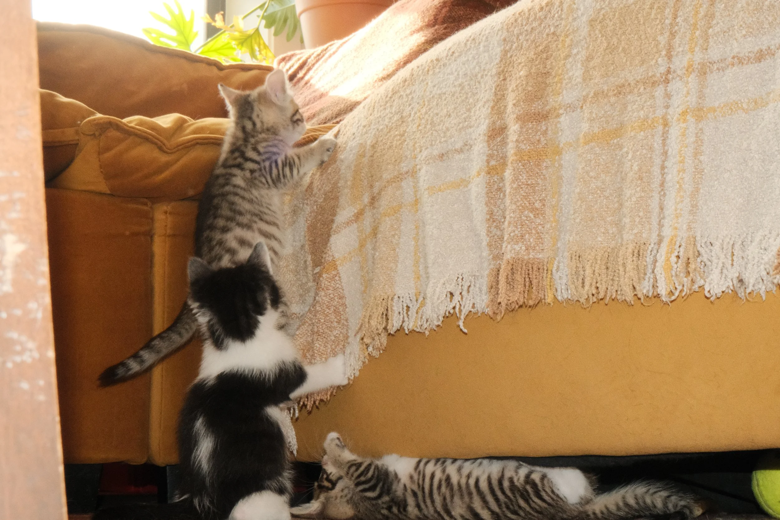 DSCF7063.JPG