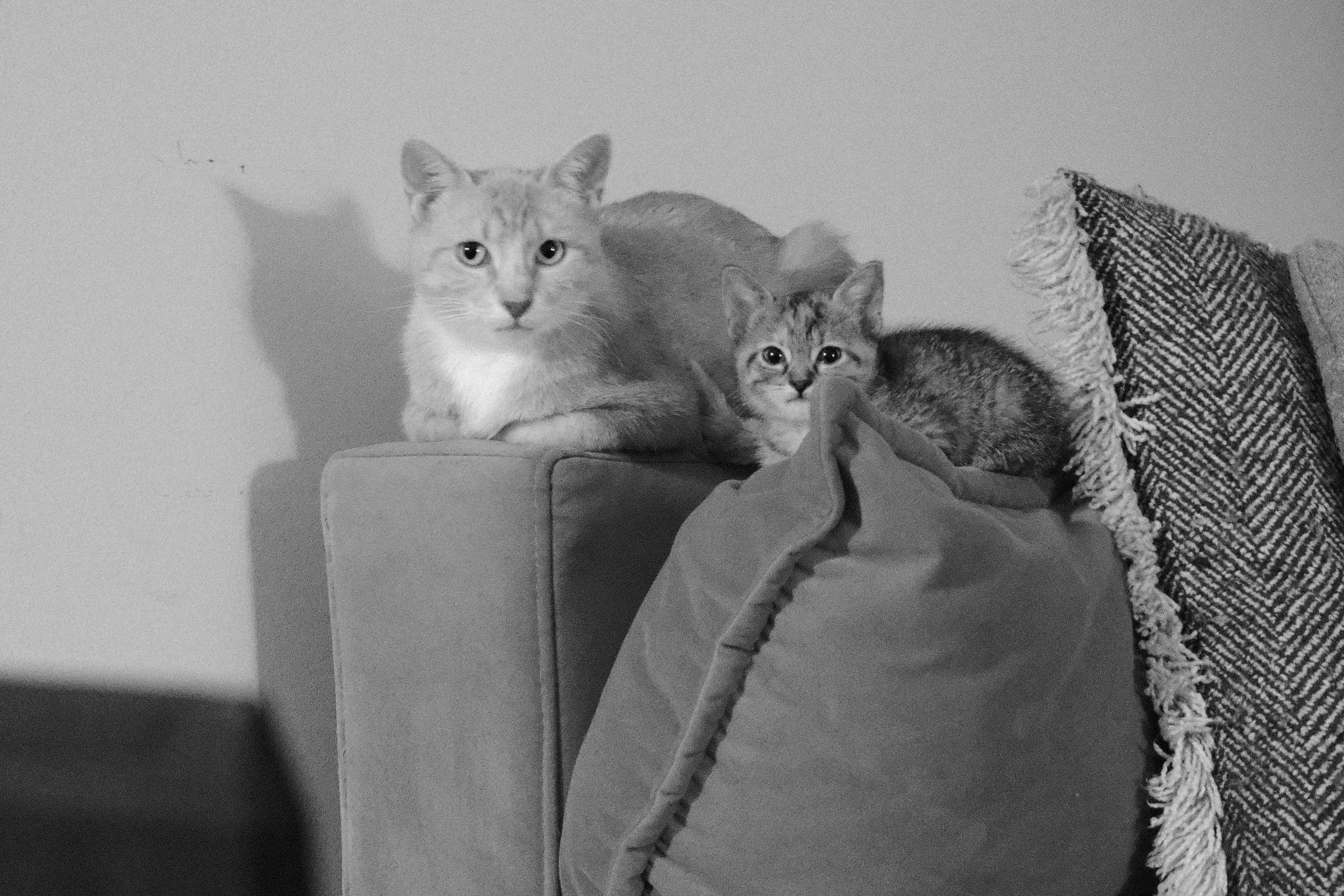 DSCF1474.jpg