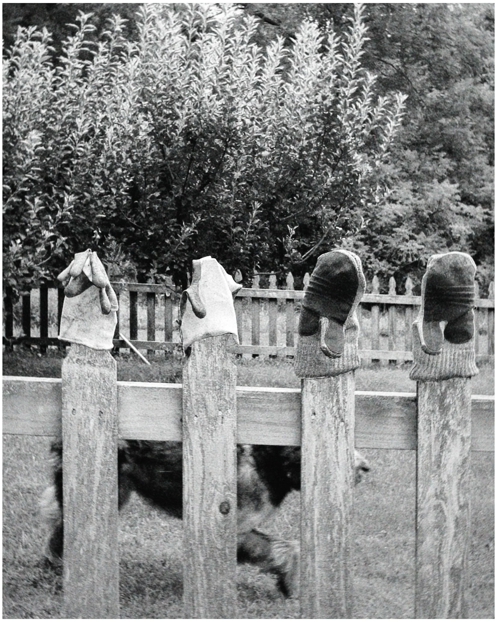 A wooden fence with four pairs of gardening gloves and mittens hanging on it, set against a background of trees and shrubbery.