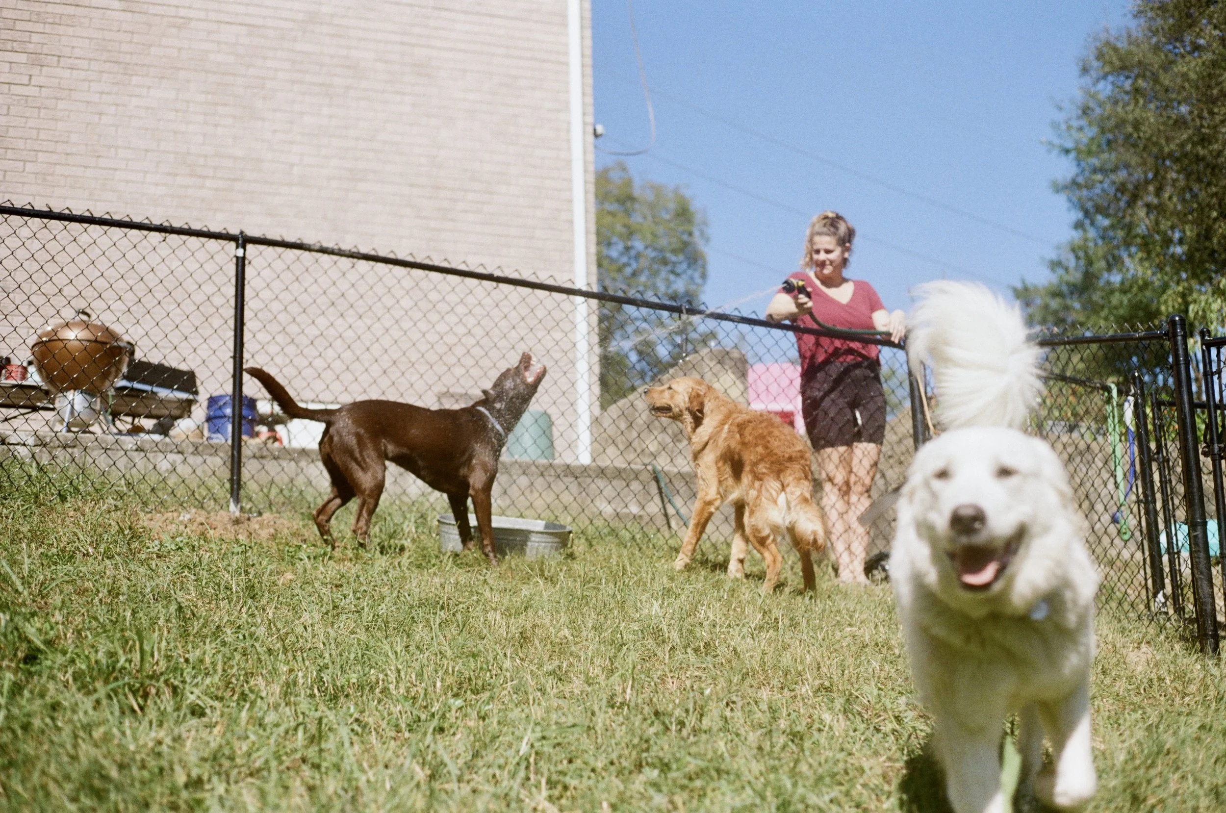 A woman playing with three dogs in a fenced backyard during sunny weather. One dog is white and looking at the camera, another brown and sniffing the ground, and the third black with white spots, jumping and barking. Green grass covers the yard, and 