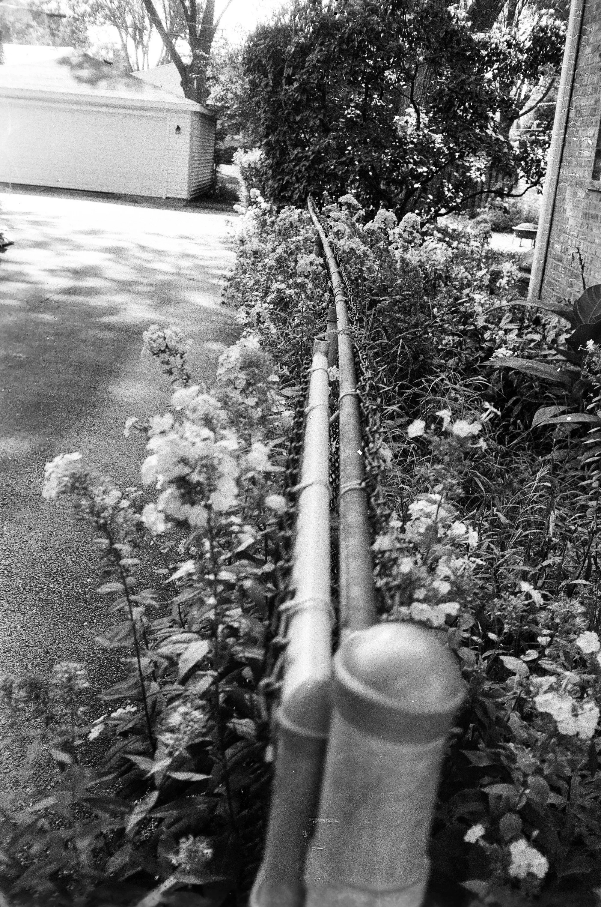 Black and white photo of a narrow garden bed with flowers and bushes, separated from a paved driveway by a chain-link fence with metal pipes, in a residential area with a white shed and trees in the background.