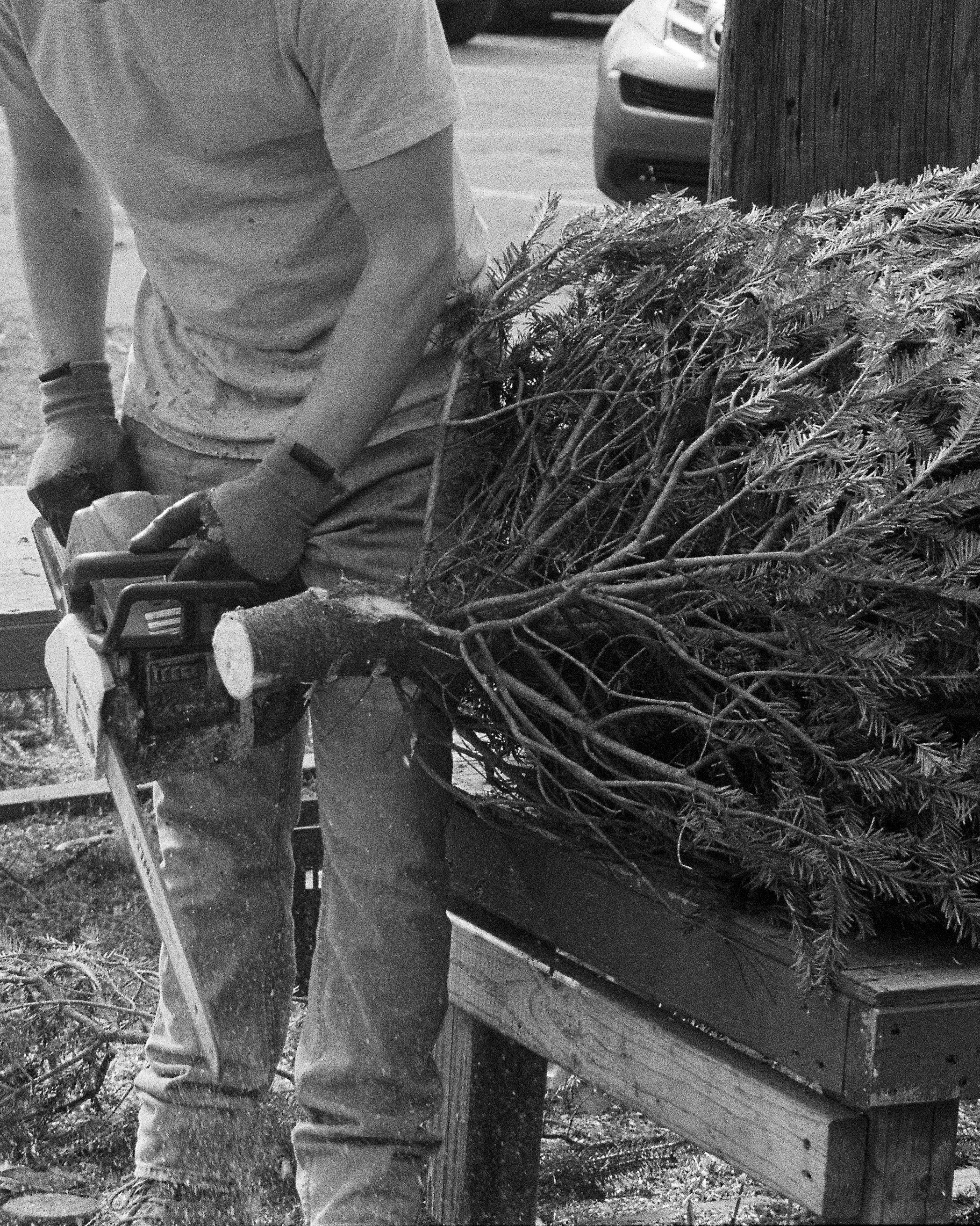 Person cutting a Christmas tree with a chainsaw on a wooden cart.