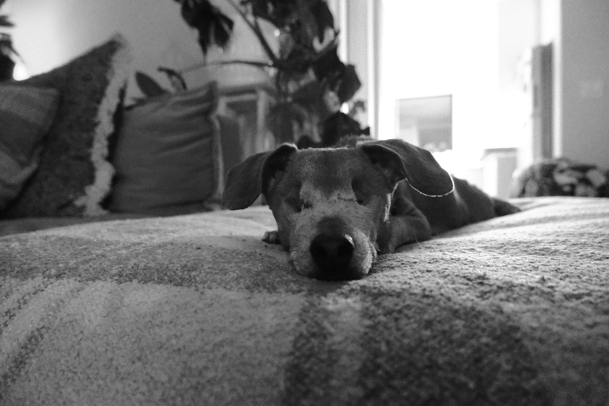DSCF0195.JPG