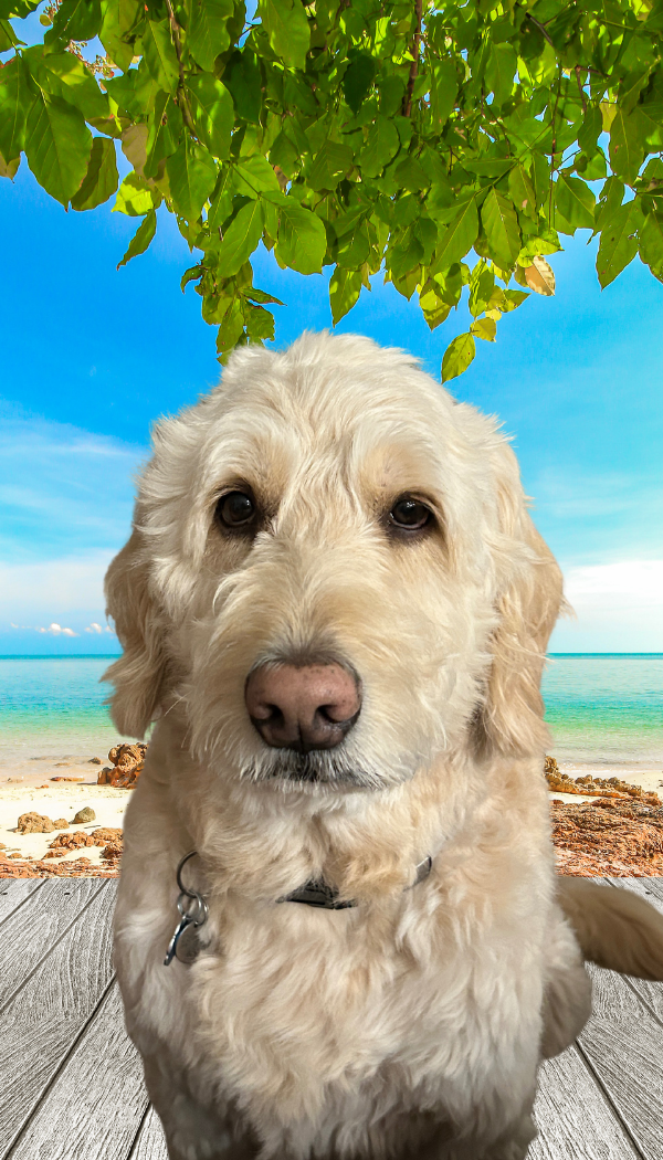 A light-colored dog sitting on a wooden deck with a beach and ocean in the background, under a tree with green leaves, on a sunny day.