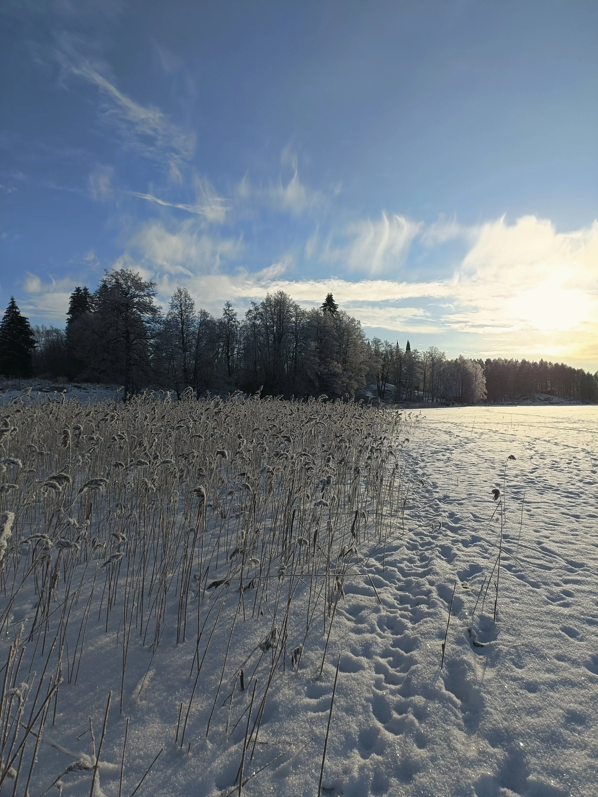 Snow-covered field with dry grass, leafless trees in the background, partly cloudy sky, and the sun setting or rising on the horizon.