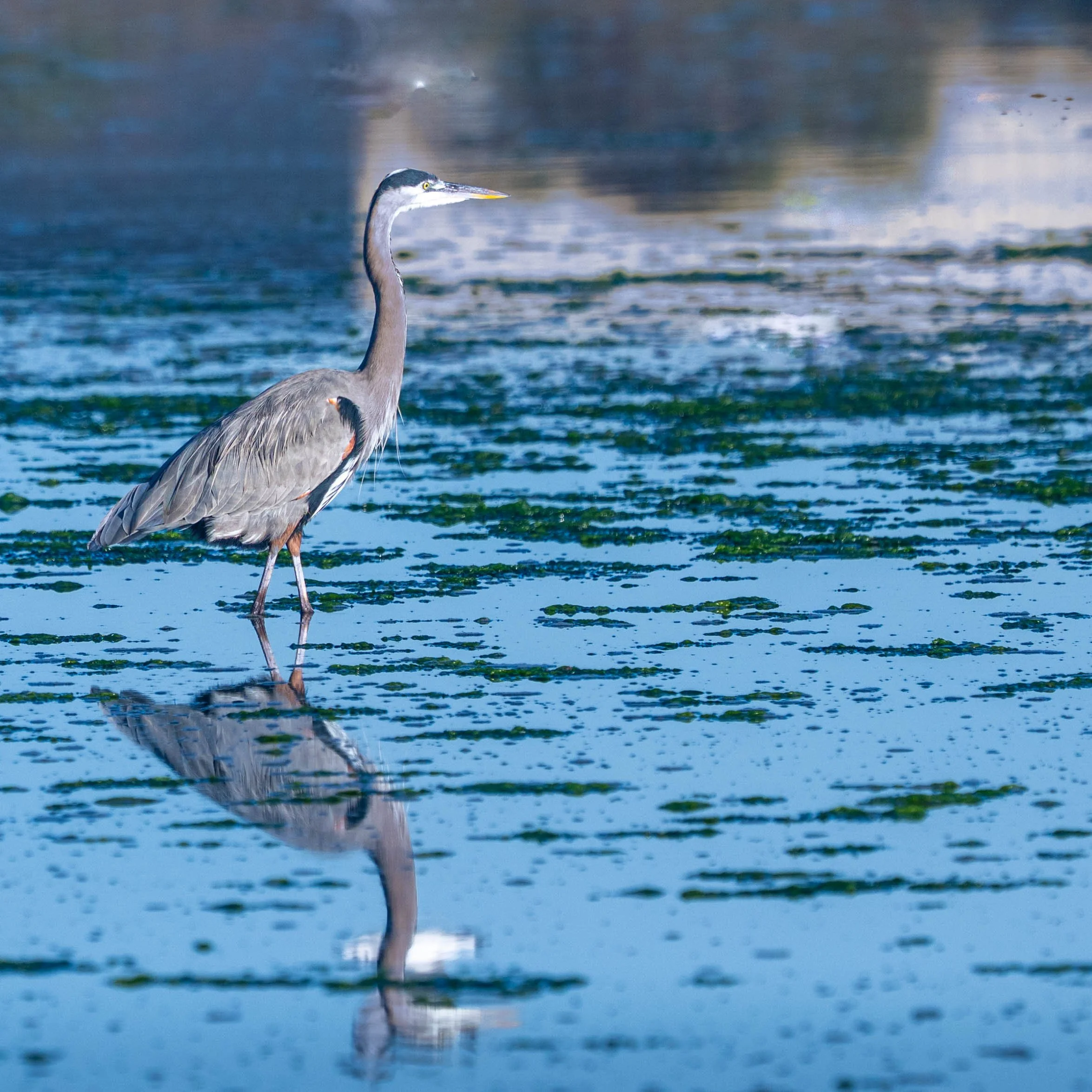 Monterey Bay Landscape and Wildlife-2.jpg