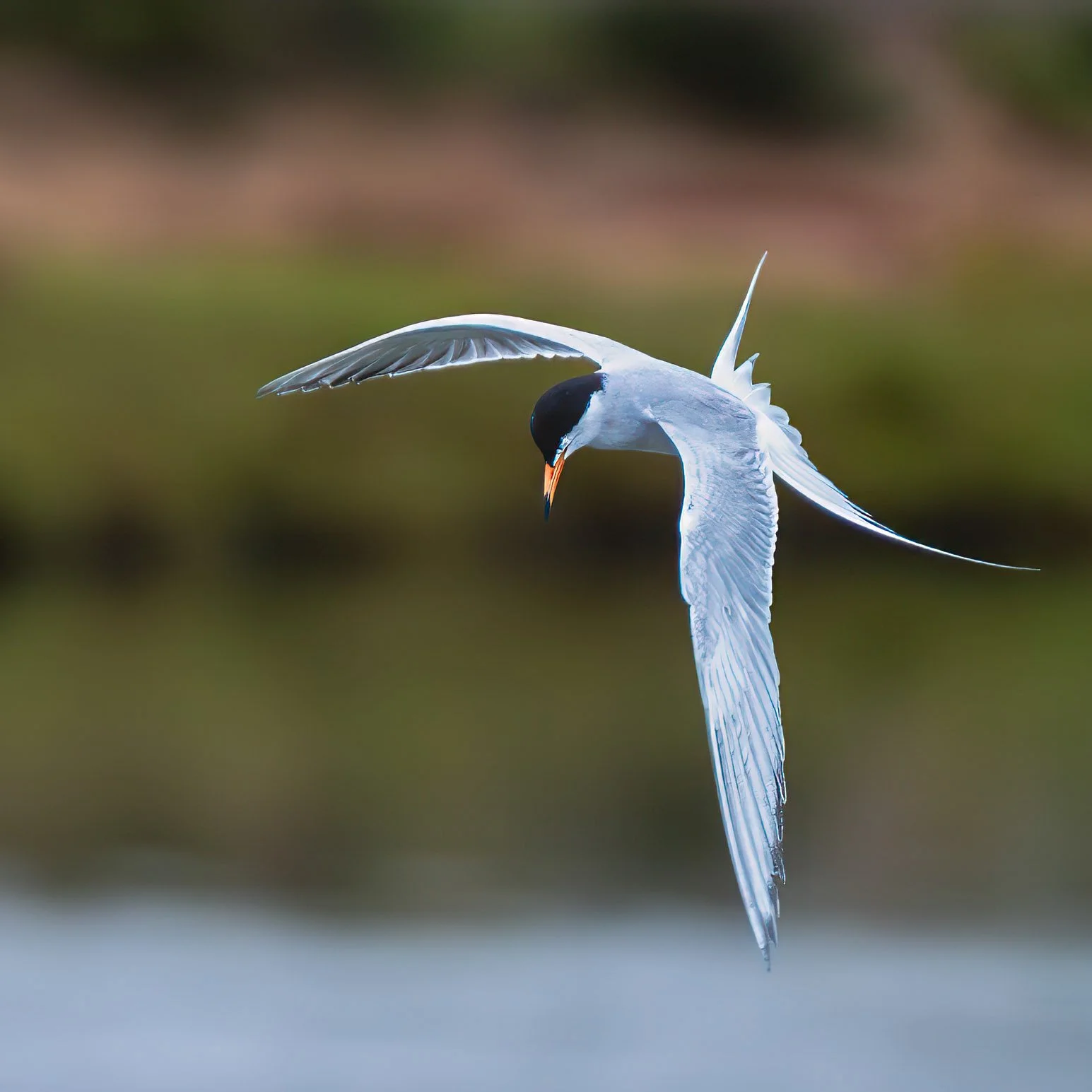 california birds.jpg
