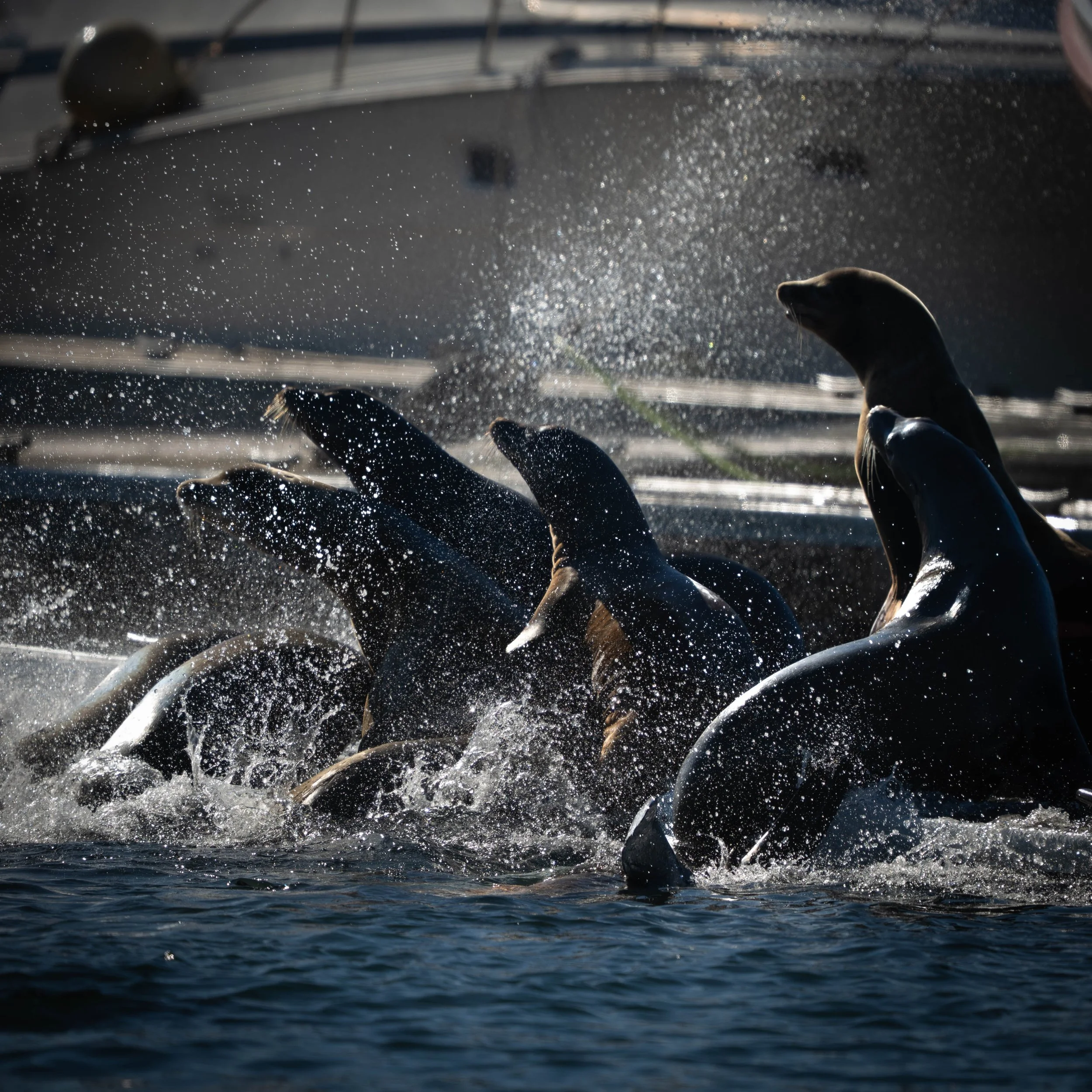 Monterey Bay Landscape and Wildlife-6.jpg