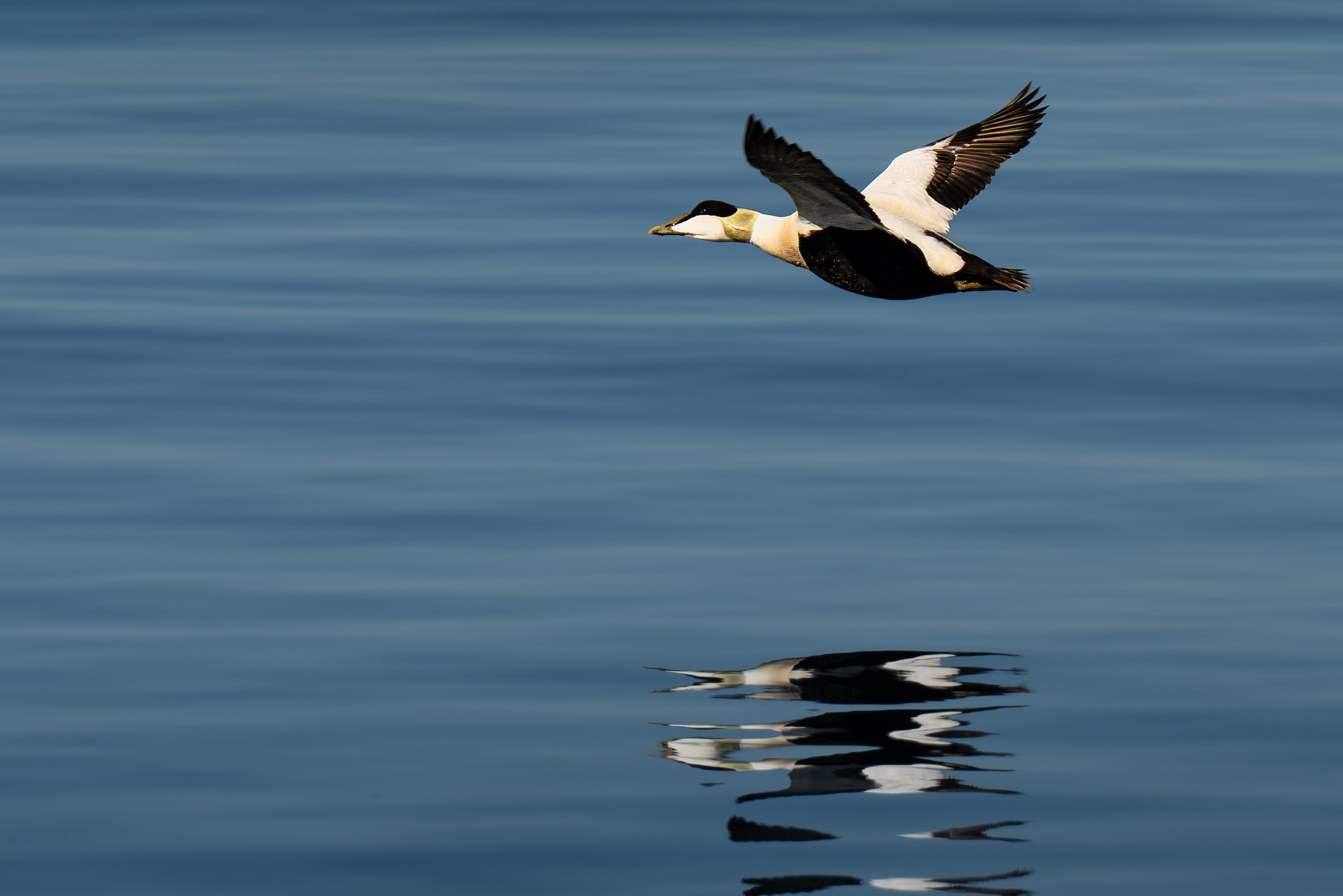 birds and seals.jpg