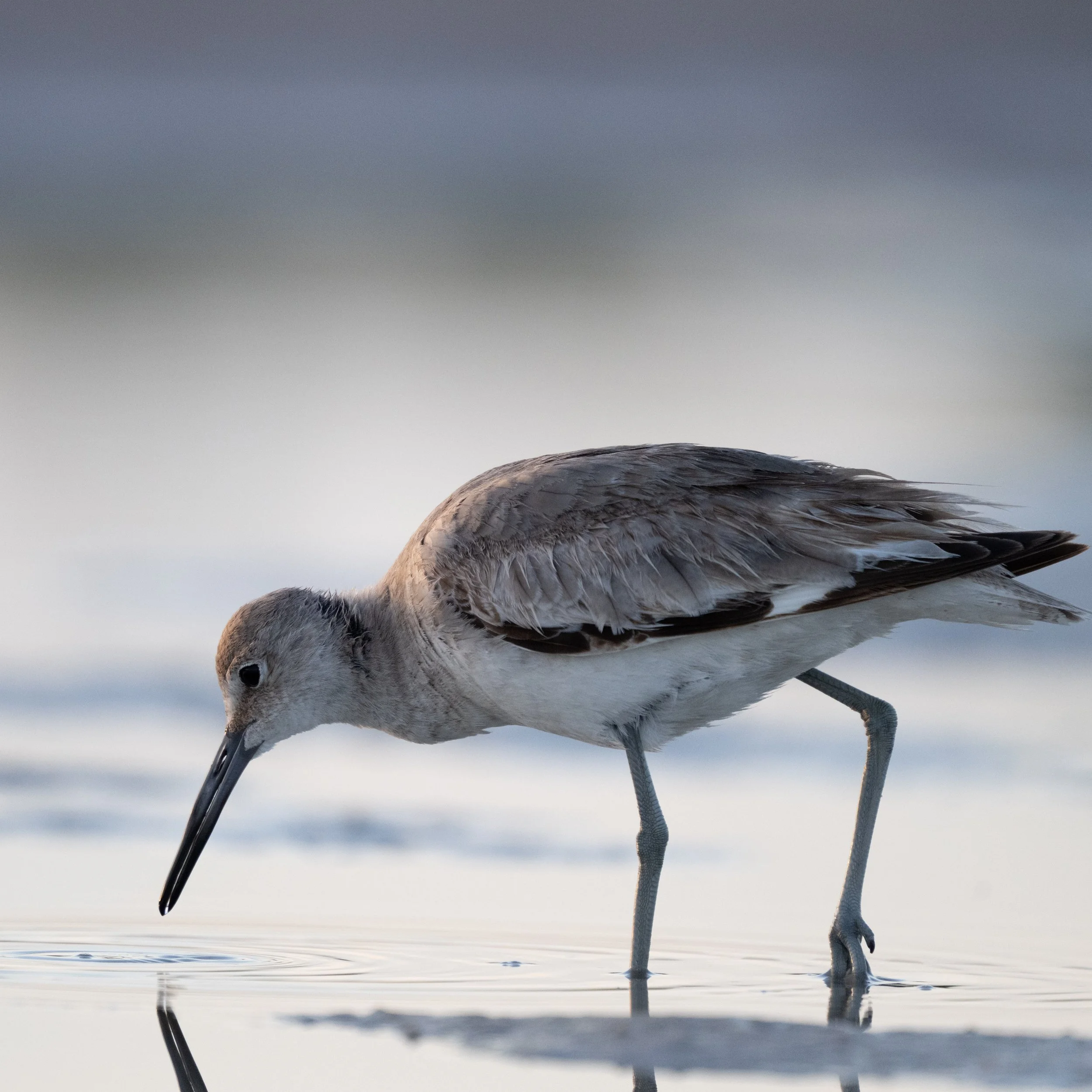 florida birds3-2.jpg